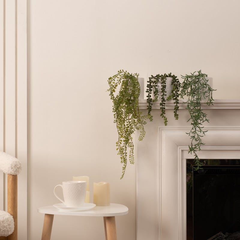 Scottish Everlastings White Set Of 3 Trailing Plants