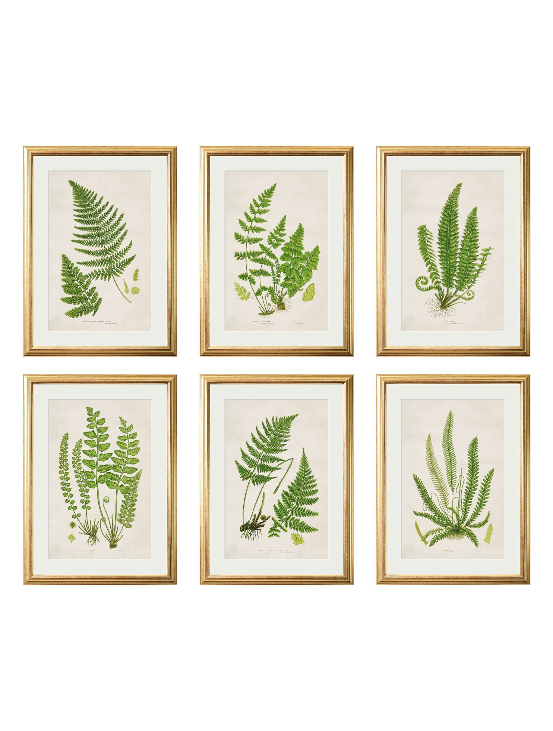 Rackhams Black Collection Of 6 Ferns - 38 X 50Cm - Collection Of 6