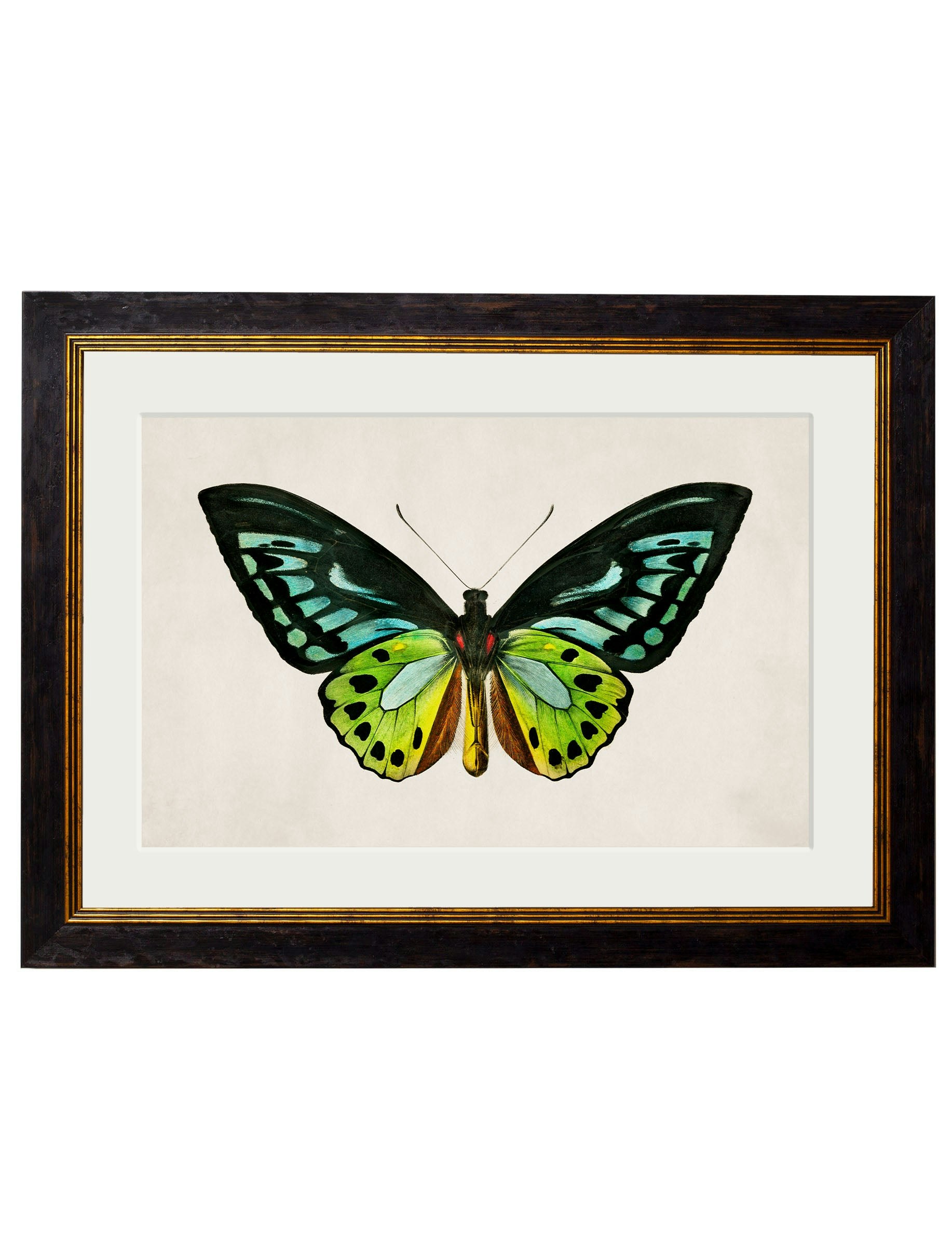 Rackhams Black C.1836 Tropical Butterflies - 50 X 70Cm - Birdwing Butterfly
