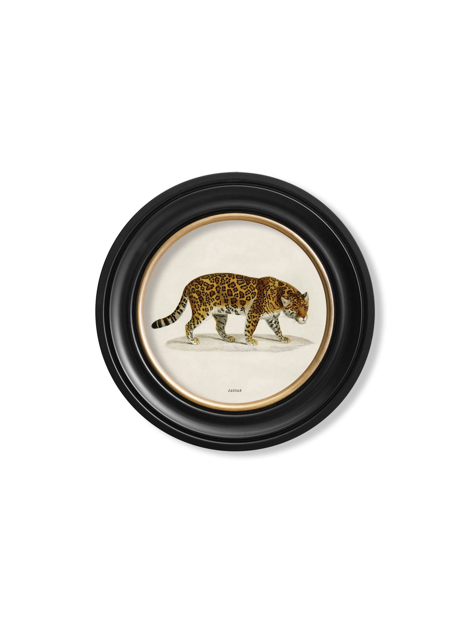 Rackhams C.1836 Jaguar - Round Frame - 44 X 44Cm - Oxford Round