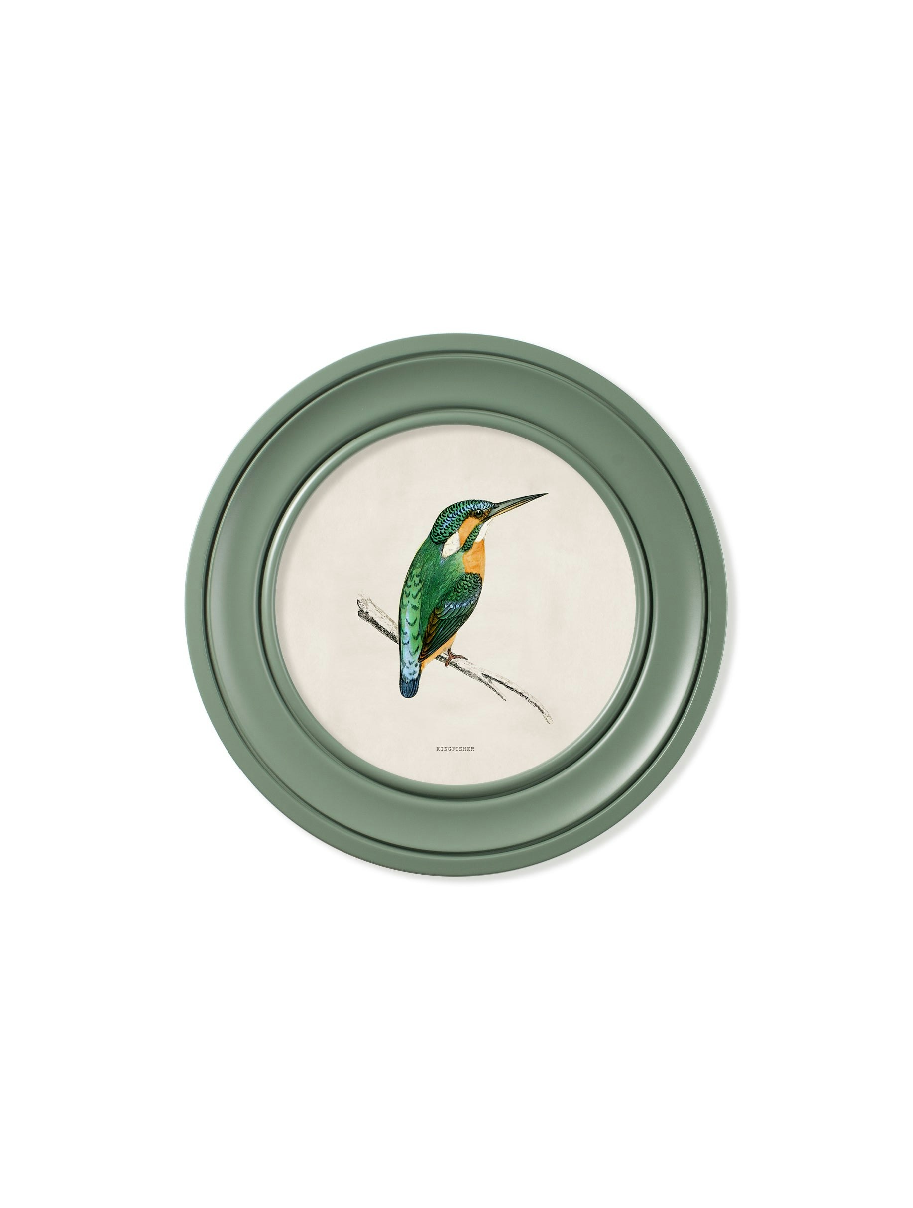 Exceptional Art Green C.1870 Kingfisher And Bee Eater - Round Frame - 44 X 44Cm - Kingfisher