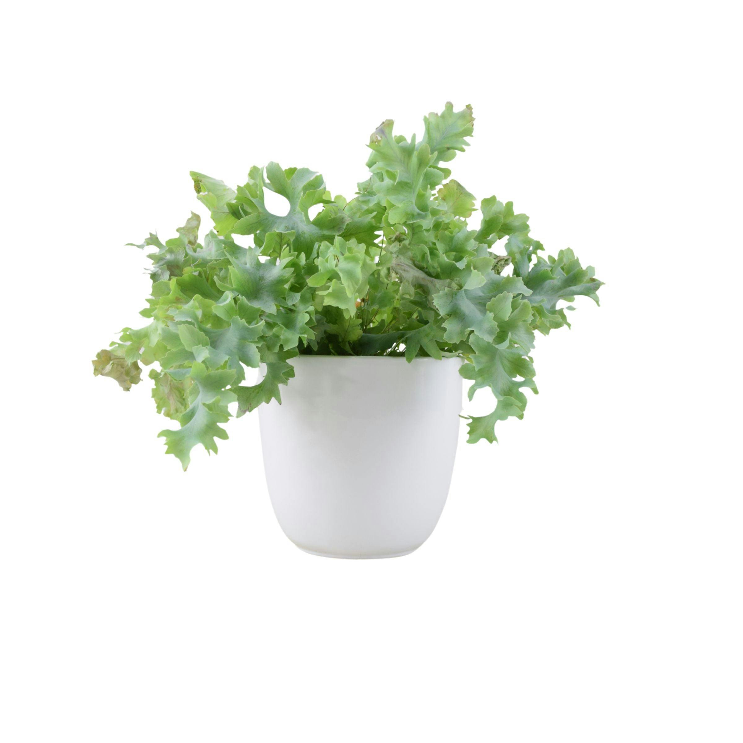 Blue/White Phlebodium Davana - Ruffled Star Fern Indoor Plant - Ceramic