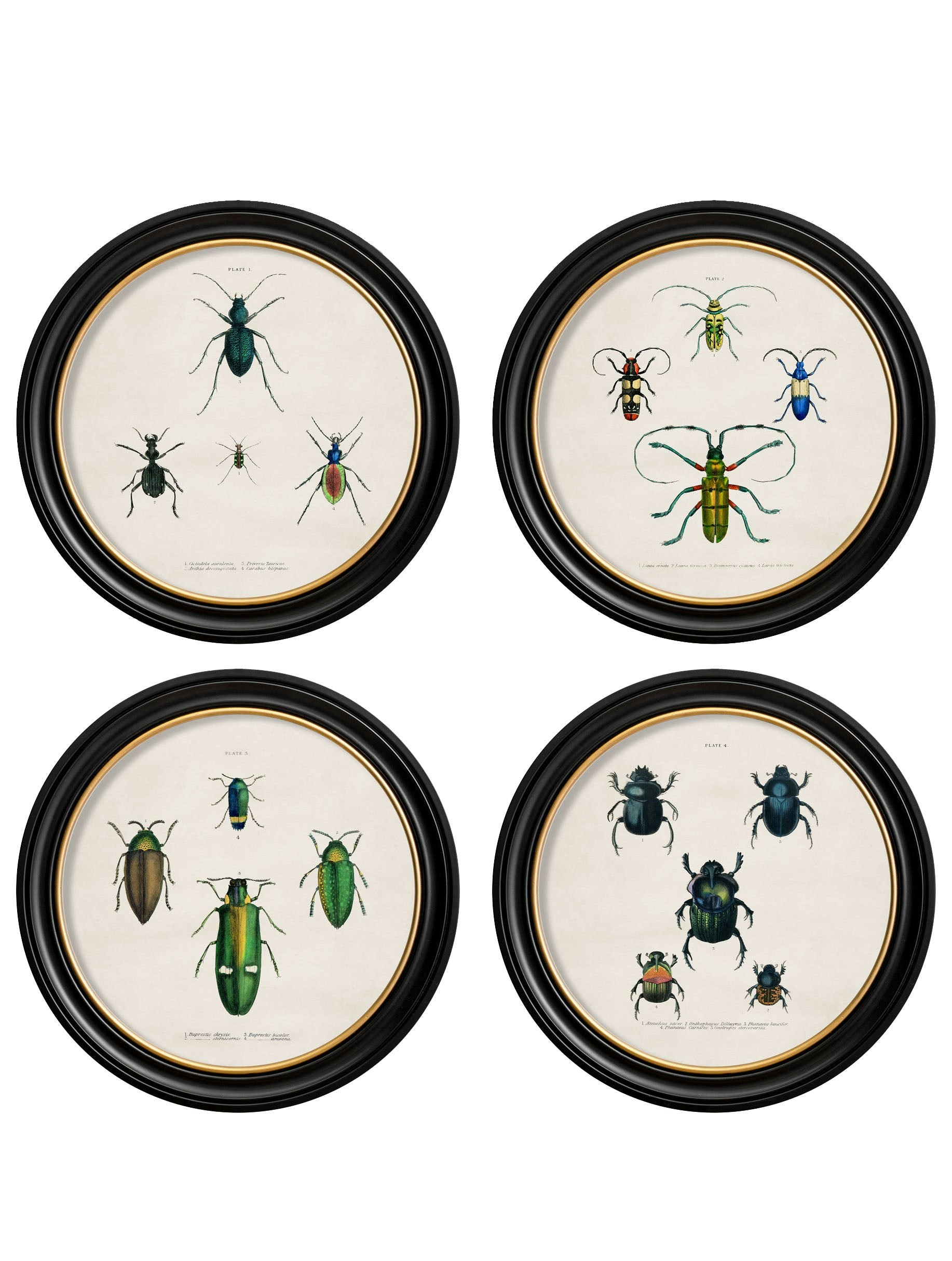 Rackhams Black C.1836 Beetle Plates - Round Frame - 44 X 44Cm - Collection Of 4