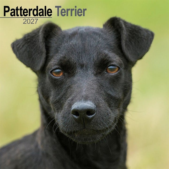 Patterdale Terrier Calendar 2027, Wall Calendars, Month To View, Dogs, Gift - Image 7