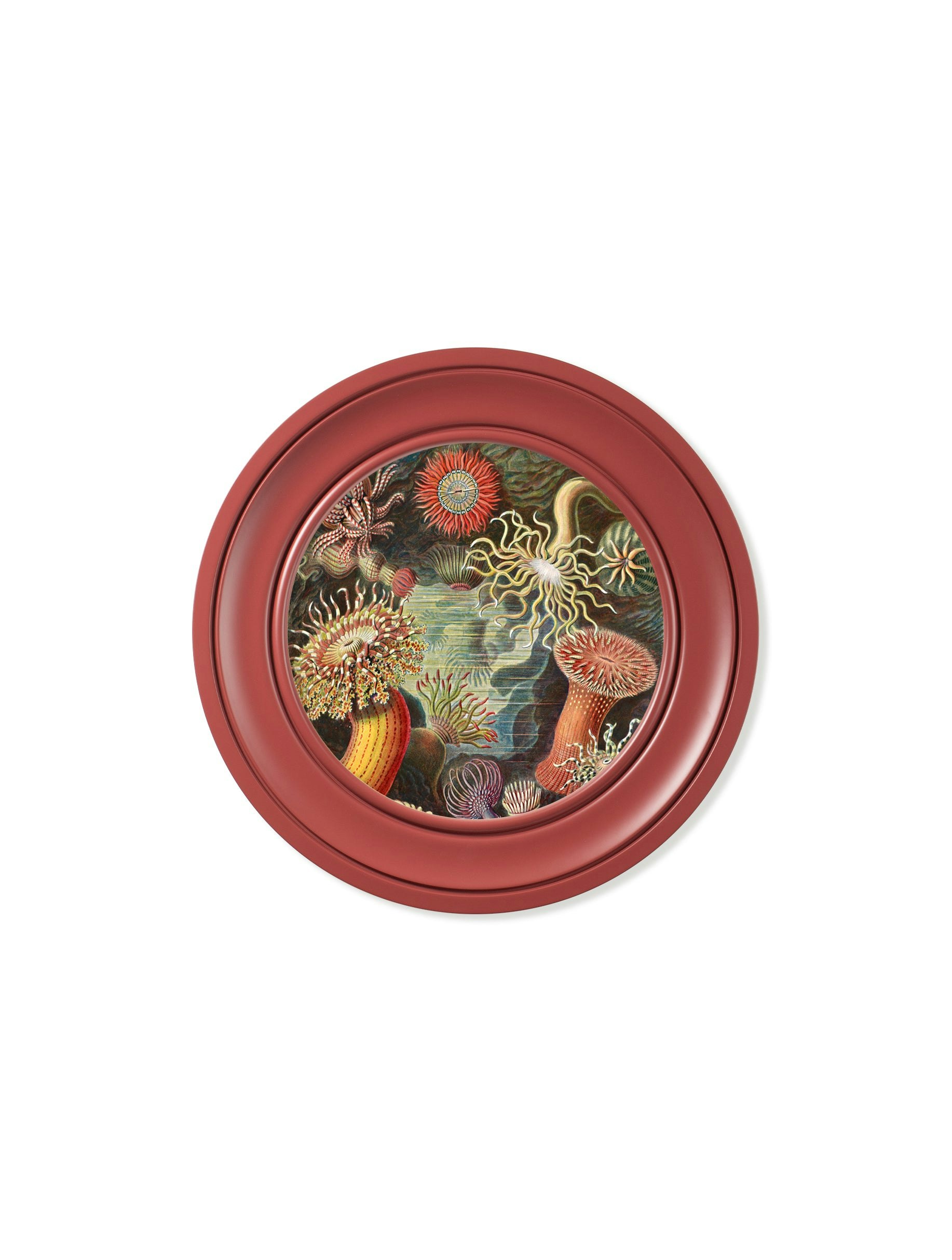 Rackhams Red C.1904 Haeckel Flora And Fauna - Round Frames - 44 X 44 Cm - Sea Anemone