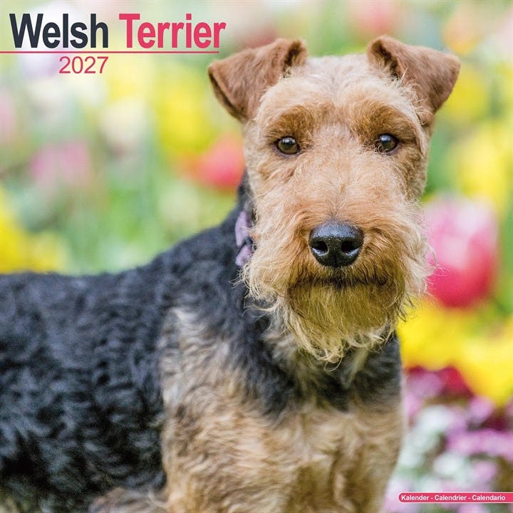 Welsh Terrier - Image 7