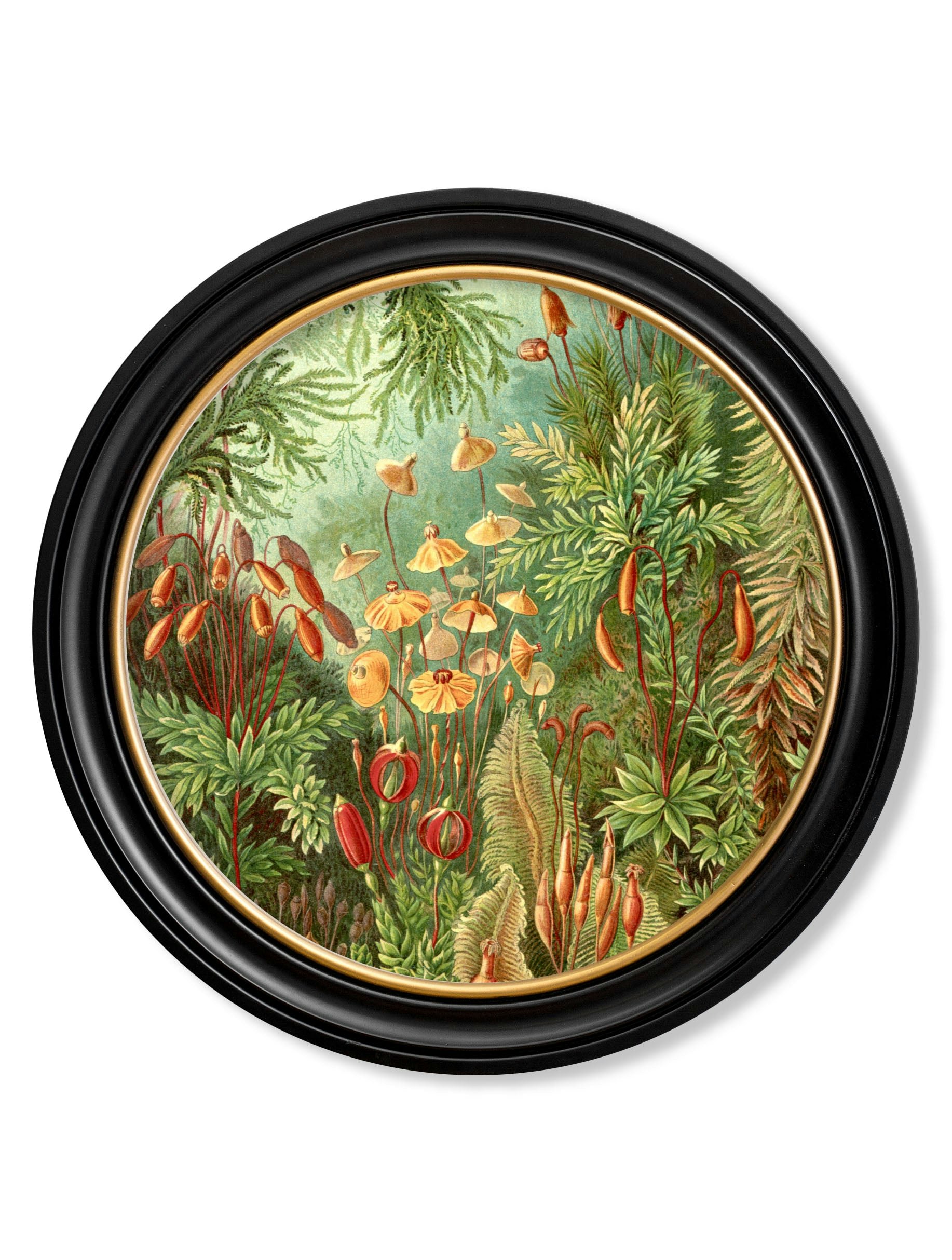 Rackhams Black C.1904 Haeckel Flora And Fauna - Round Frames - 70 X 70Cm - Flora
