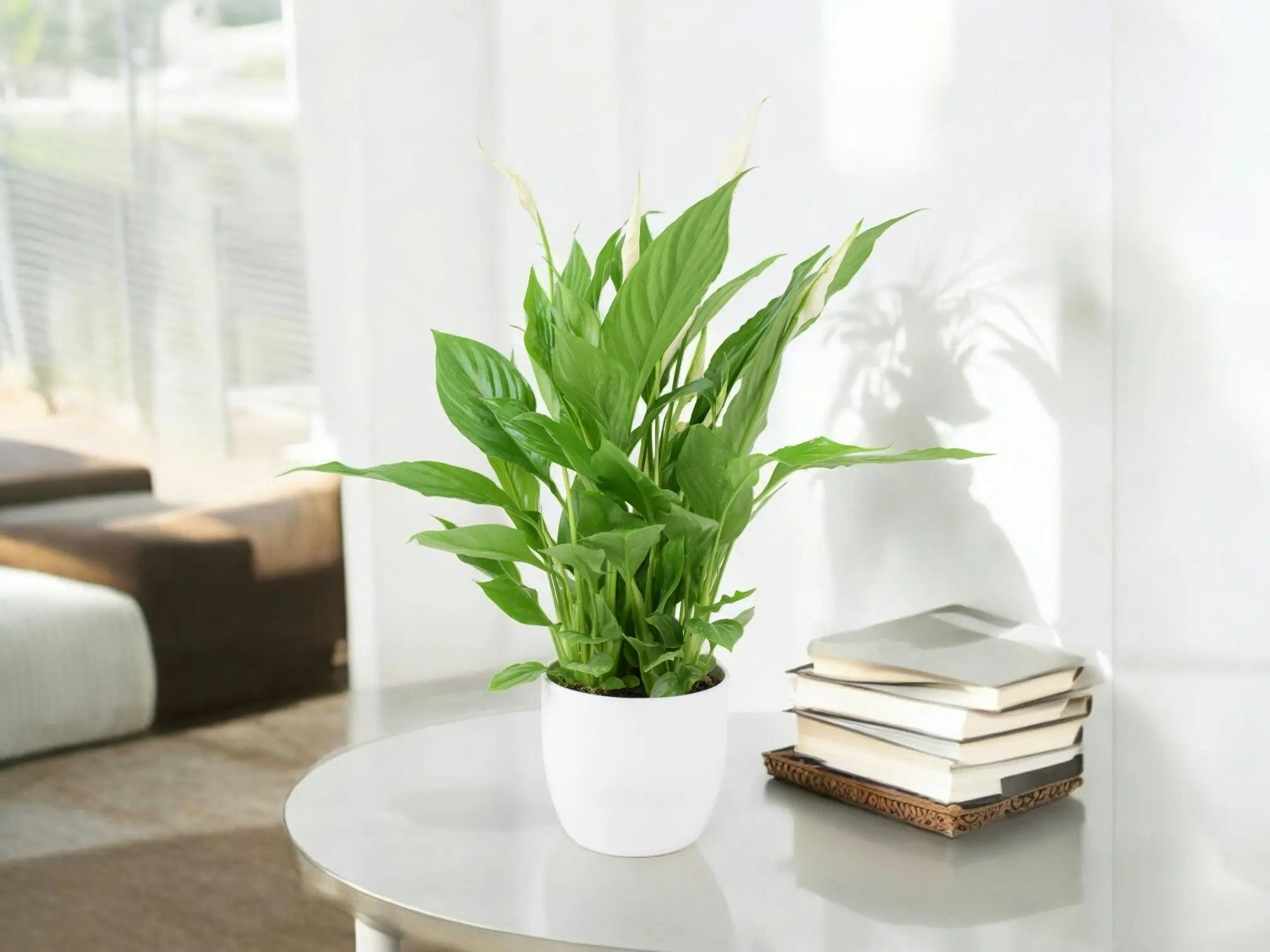 Plants By Post White Spathiphyllum Peace Lily In Ceramic Pot – Indoor Flowering Plant