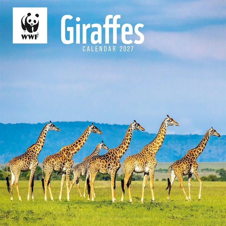 Rackhams Wwf, Giraffes Calendar 2027, Wall Calendars, Month To View, Animals, Gift