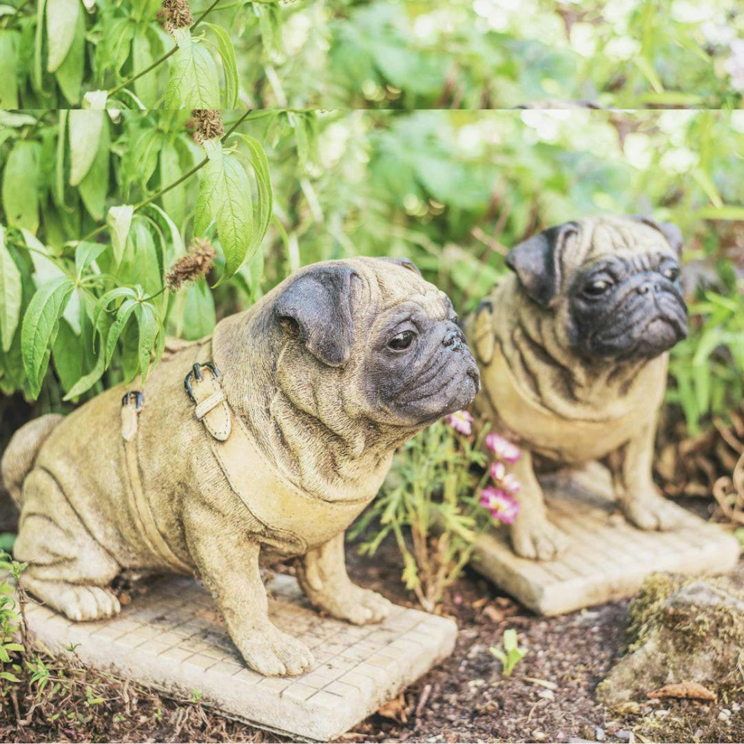 Osn Pair Of Full Size Sitting Pugs Stone Statues
