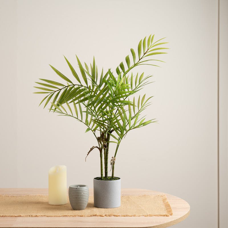 Scottish Everlastings Grey 66Cm Palm In Plastic Pot