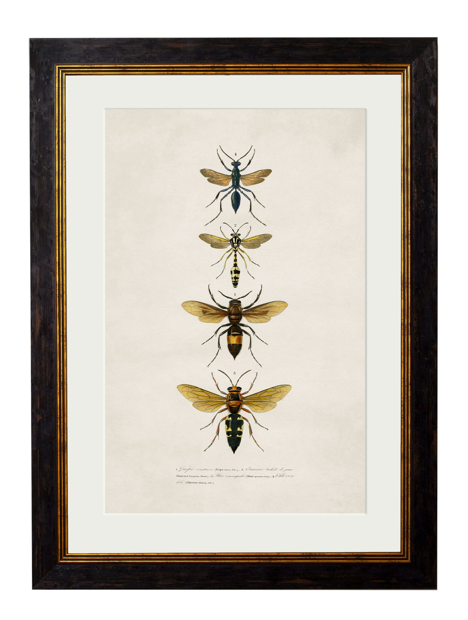 Exceptional Art Black C.1892 Bees And Wasps - 38 X 50Cm - Wasps