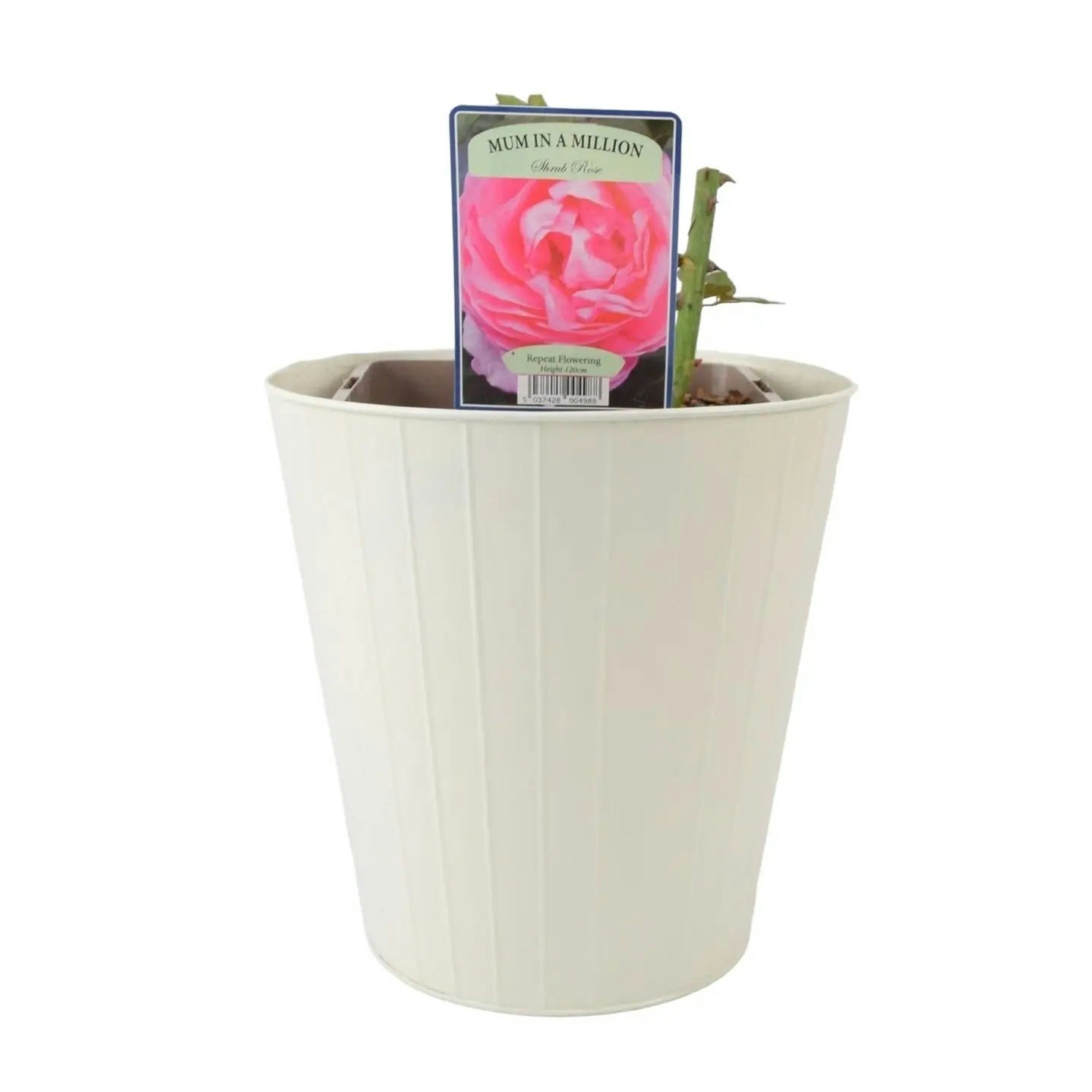 Plants By Post Pink/Cream Mum In A Million Rose Bush – Fragrant Shrub Rose In Pot - Metal Vertical Line