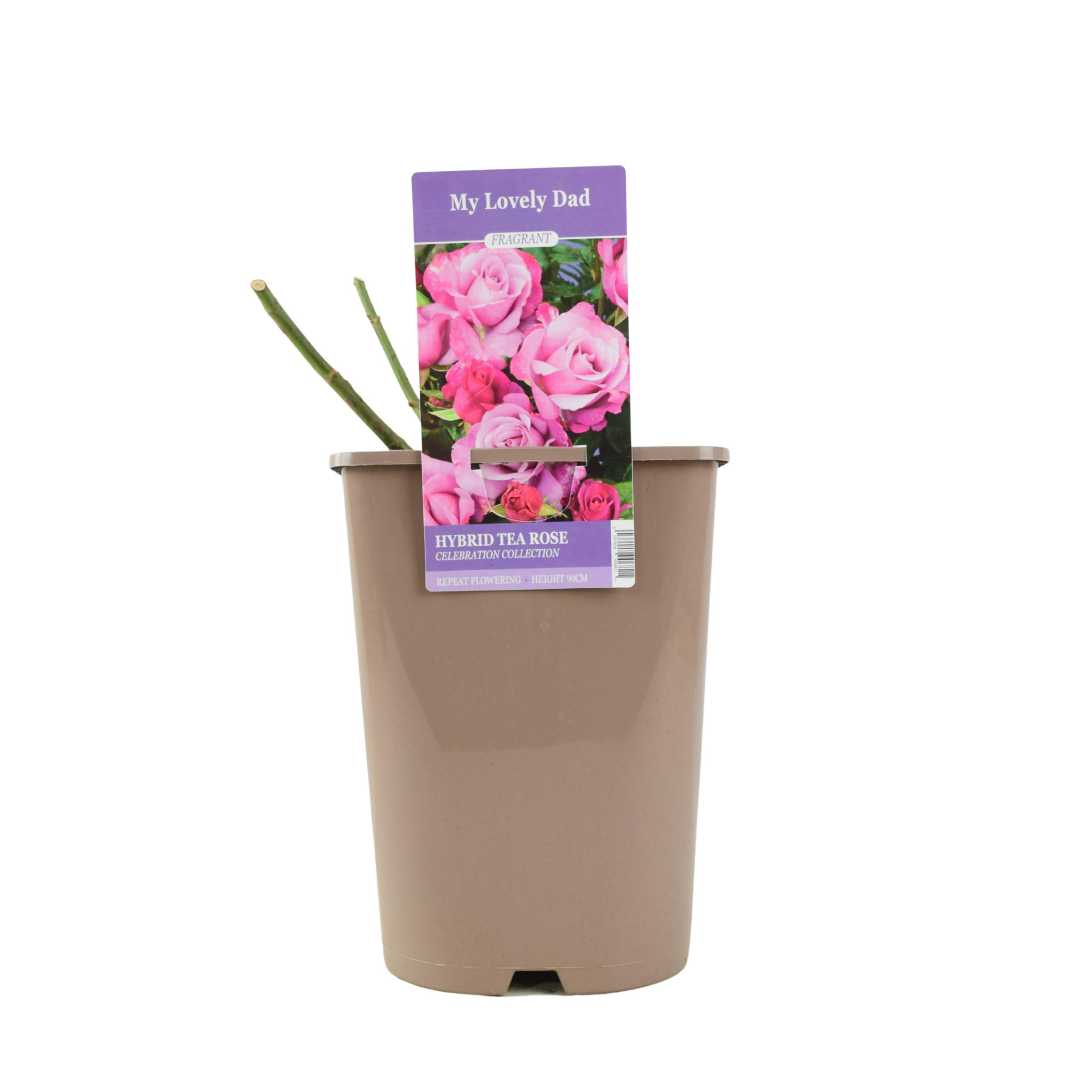 Wedding Bells Rose - No Container