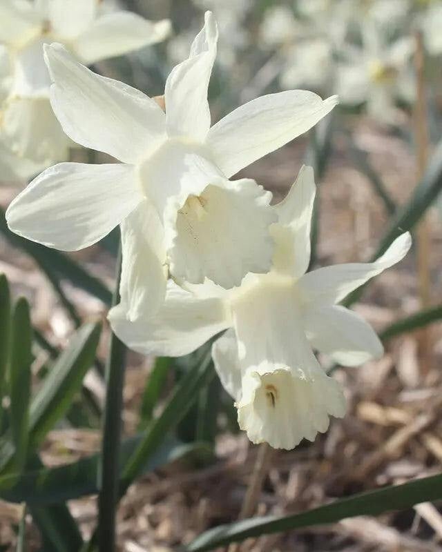 Rackhams White Narcissus Snow Baby – Pack Of 15 Spring Daffodil Bulbs