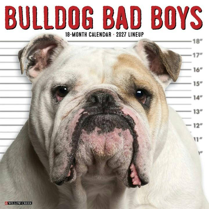 Bulldog Bad Boys Calendar 2027 - Image 3