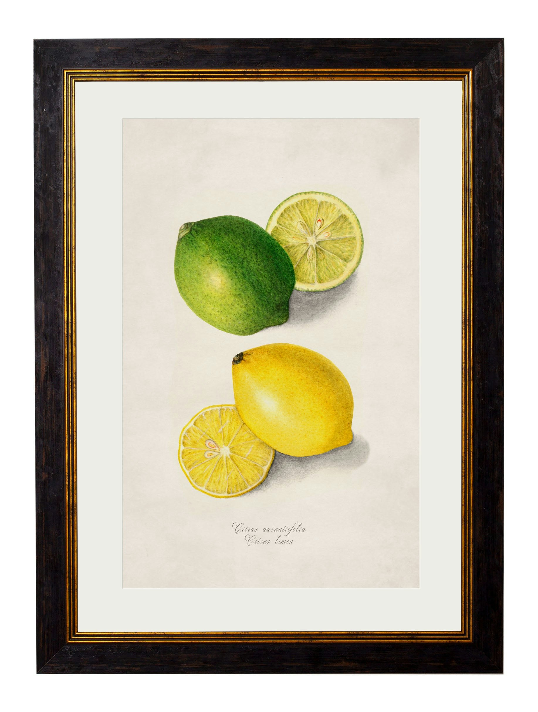 Rackhams Black C.1886 Study Of Citrus Fruit - 38 X 50Cm - Lemon & Lime