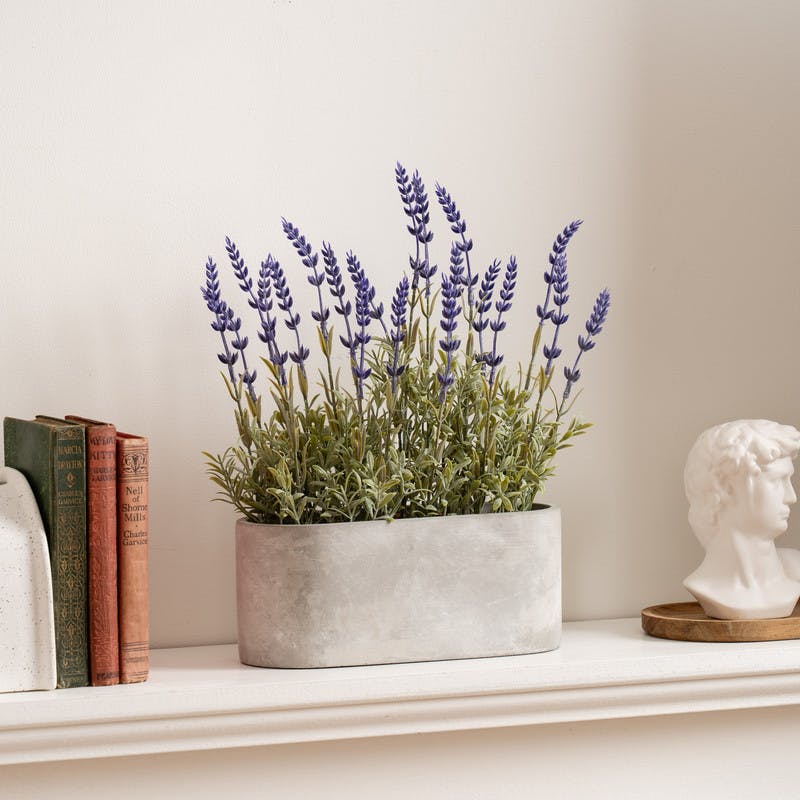 Scottish Everlastings Lavender 35Cm In Oval Trough