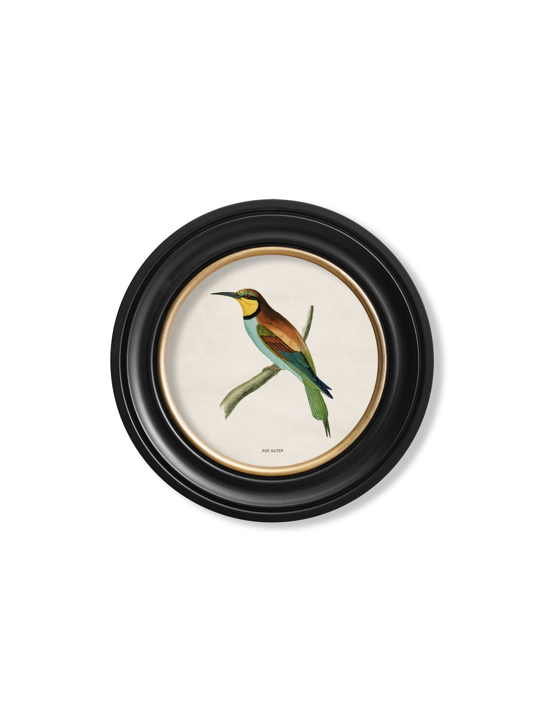 Exceptional Art Black C.1870 Kingfisher And Bee Eater - 44 X 44Cm - Bee Eater
