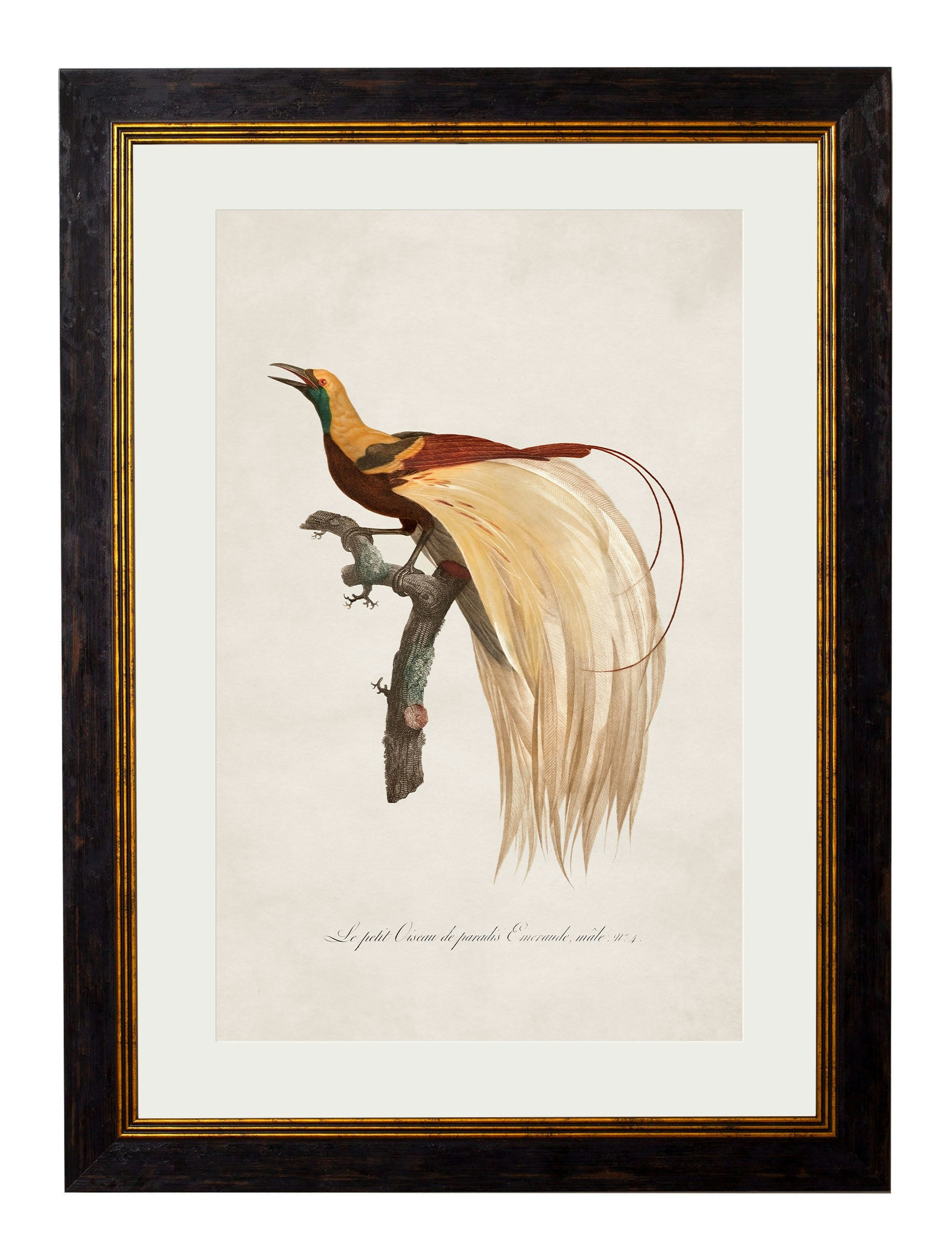 Rackhams Black C.1809 Birds Of Paradise - 38 X 50Cm - Left Facing Bird Of Paradise
