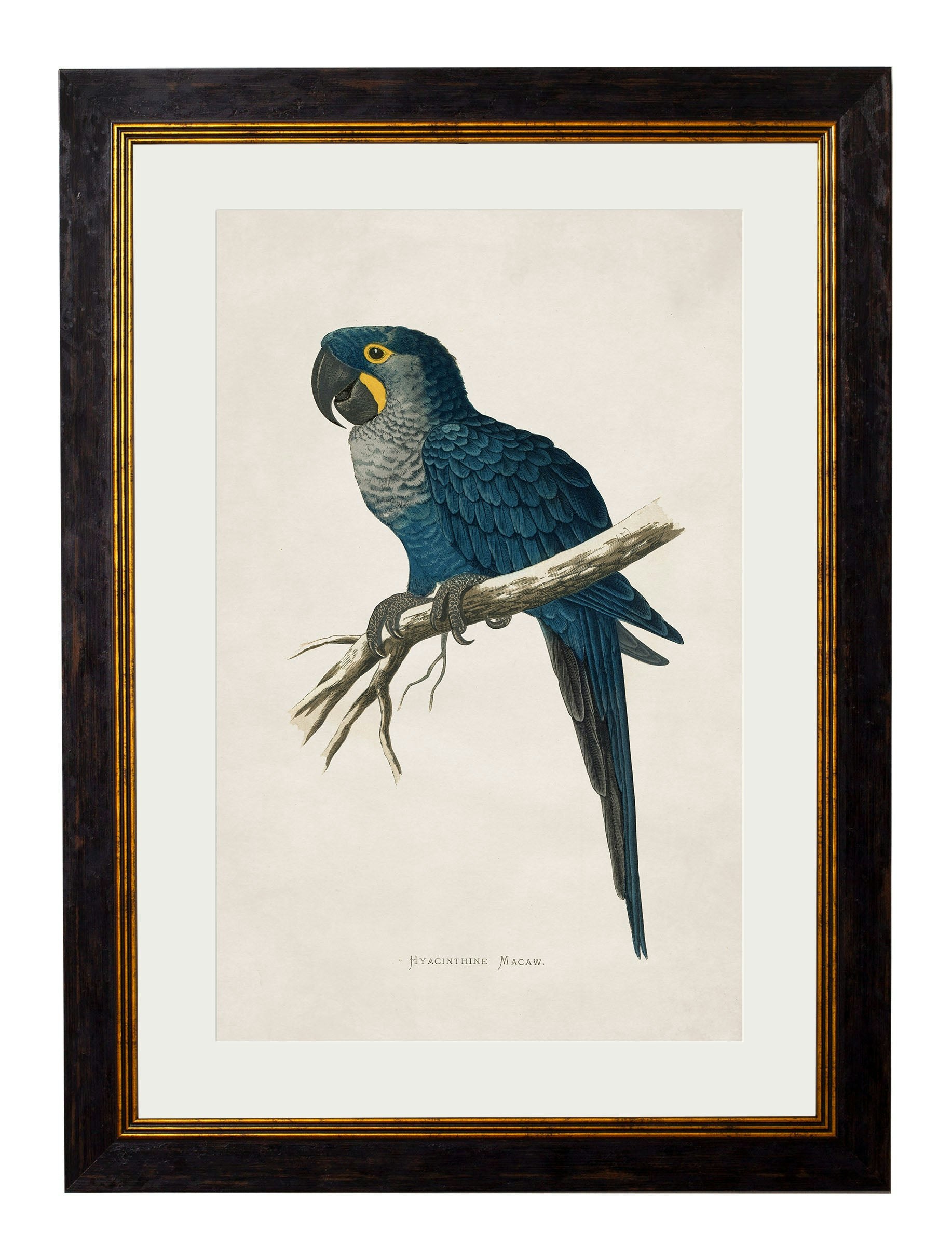 Rackhams Black C.1884 Macaws - 38 X 50Cm - Hyacinthe Macaw
