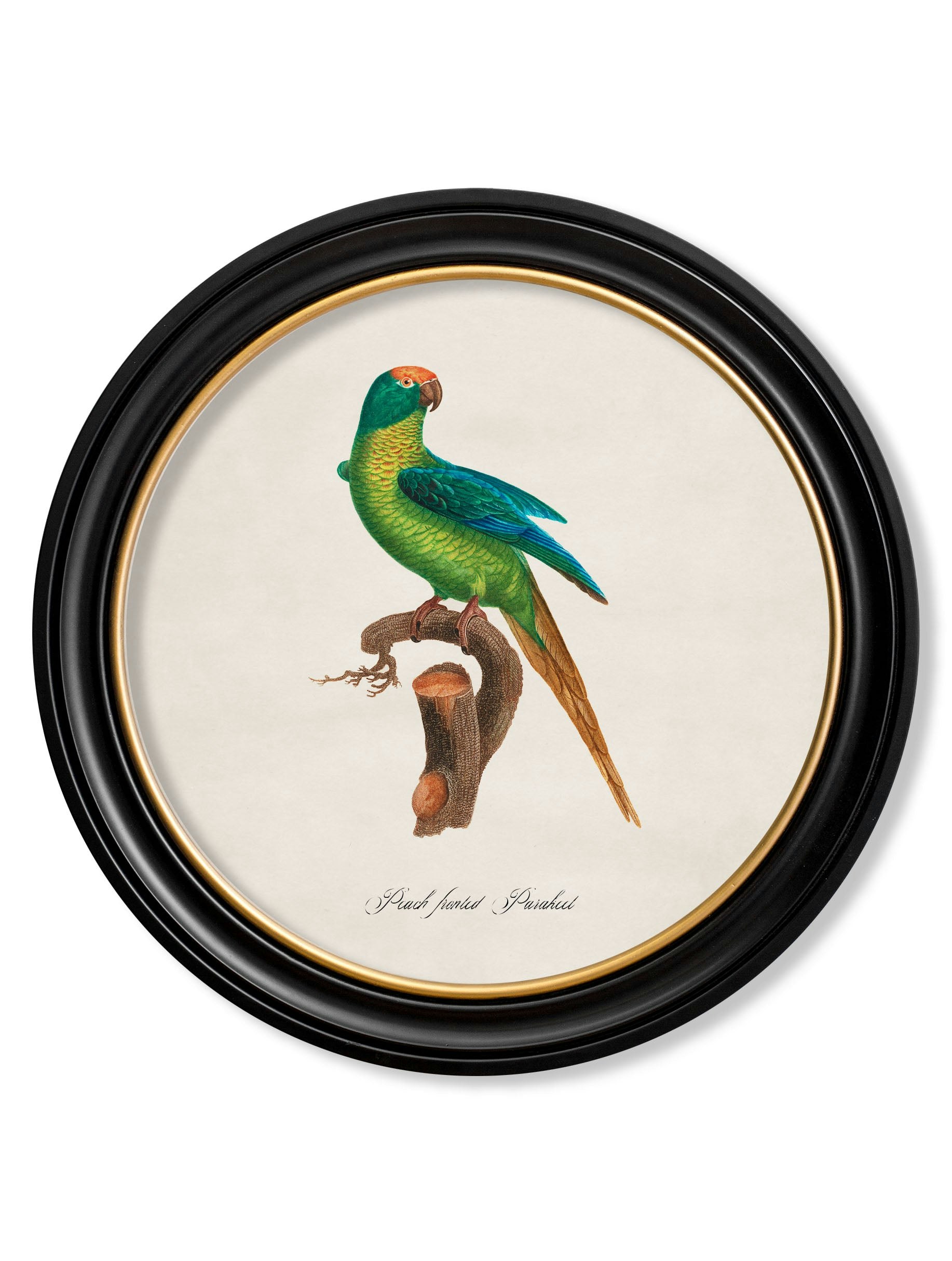Rackhams Black/Peach C.1800's Collection Of Parrots In Round Frames 2 - 70 X 70Cm - Fronted Parakeet