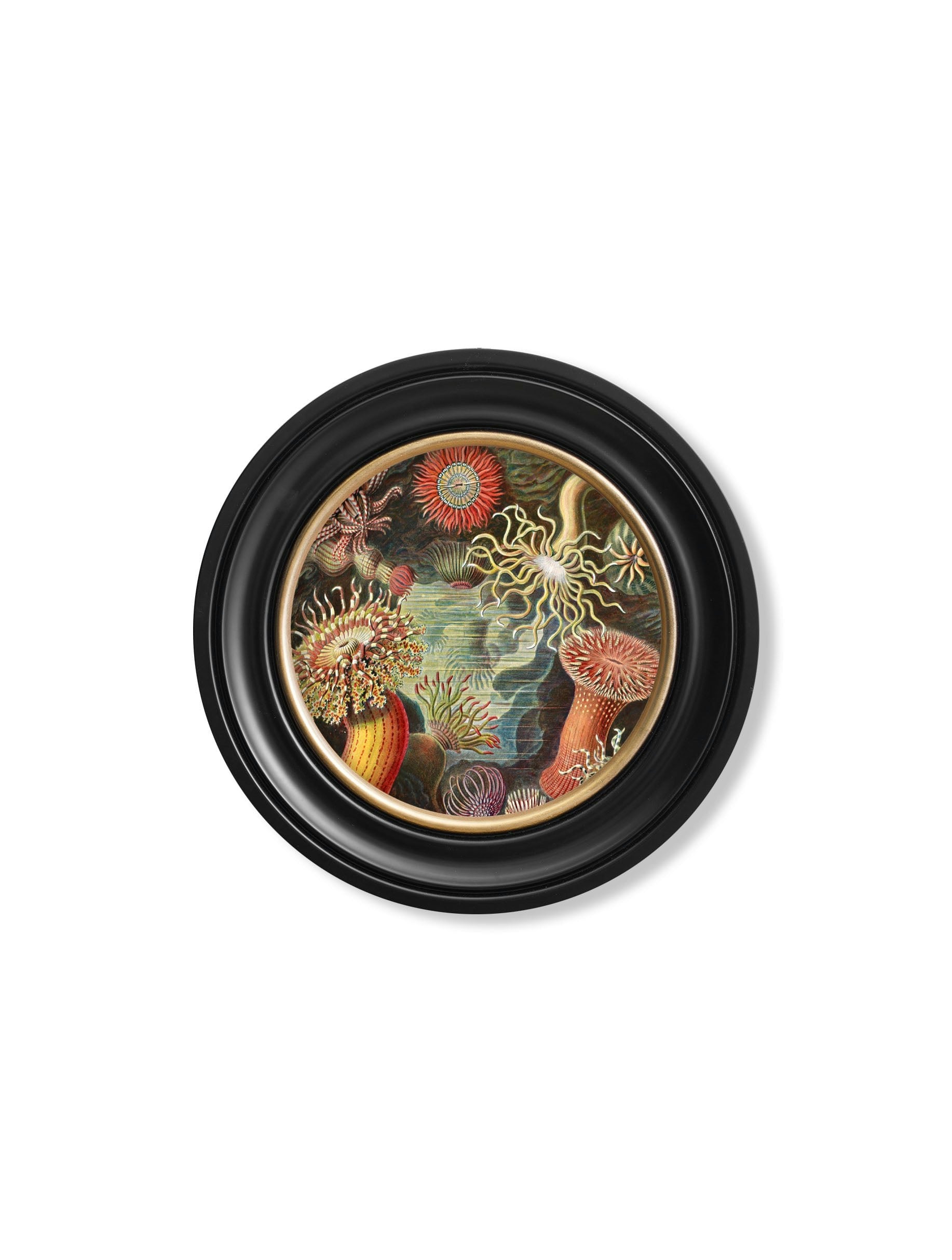 Rackhams Black C.1904 Haeckel Flora And Fauna - Round Frames - 44 X 44 Cm - Sea Anemone