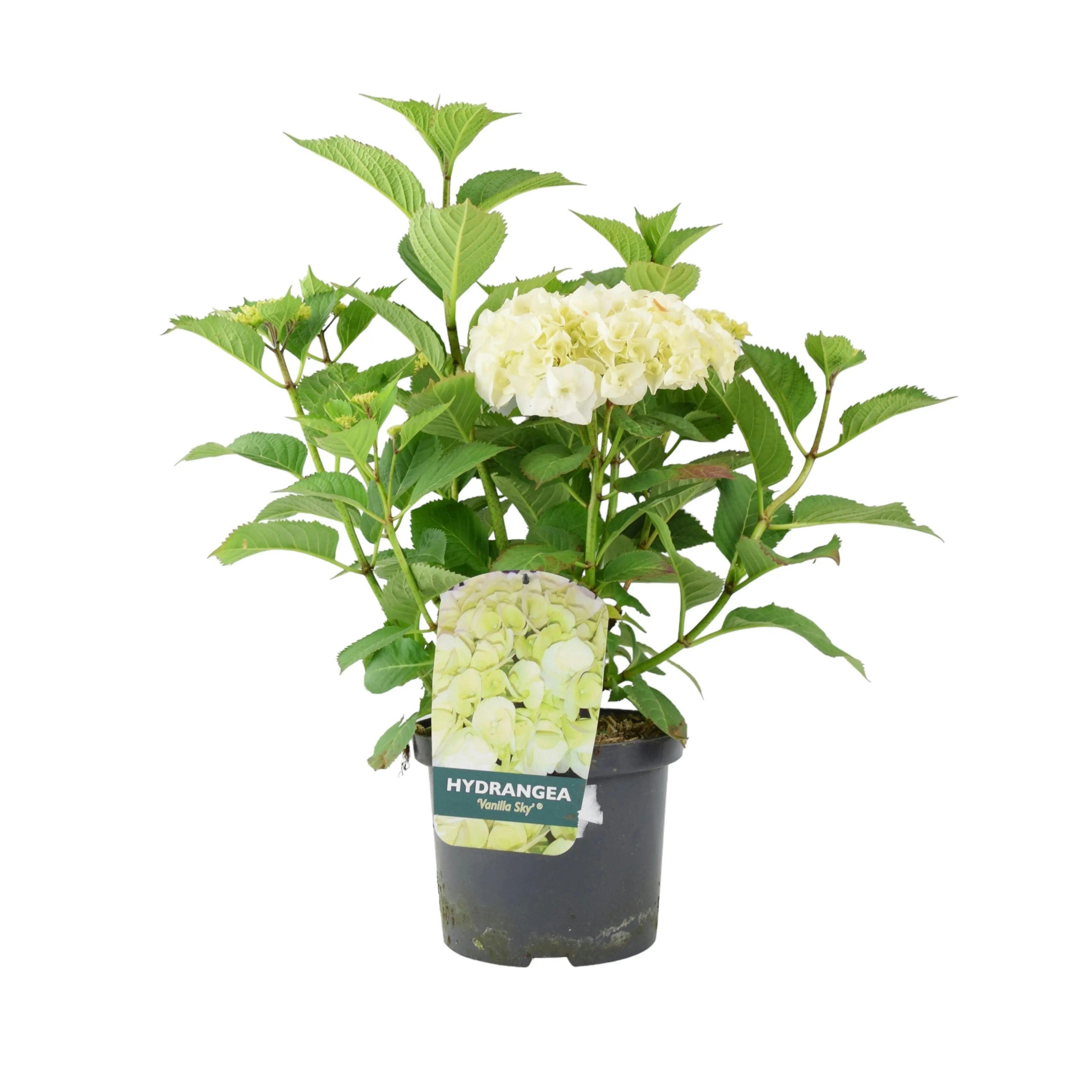 Plants By Post White Hydrangea Macrophylla – Elegant Shrub In 3L Pot - No Container