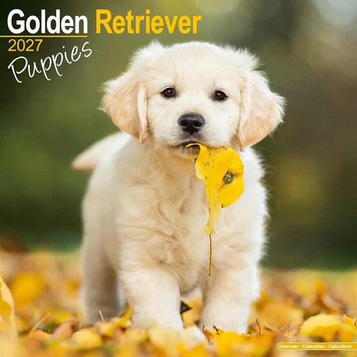 Golden Retriever Puppies - Image 6