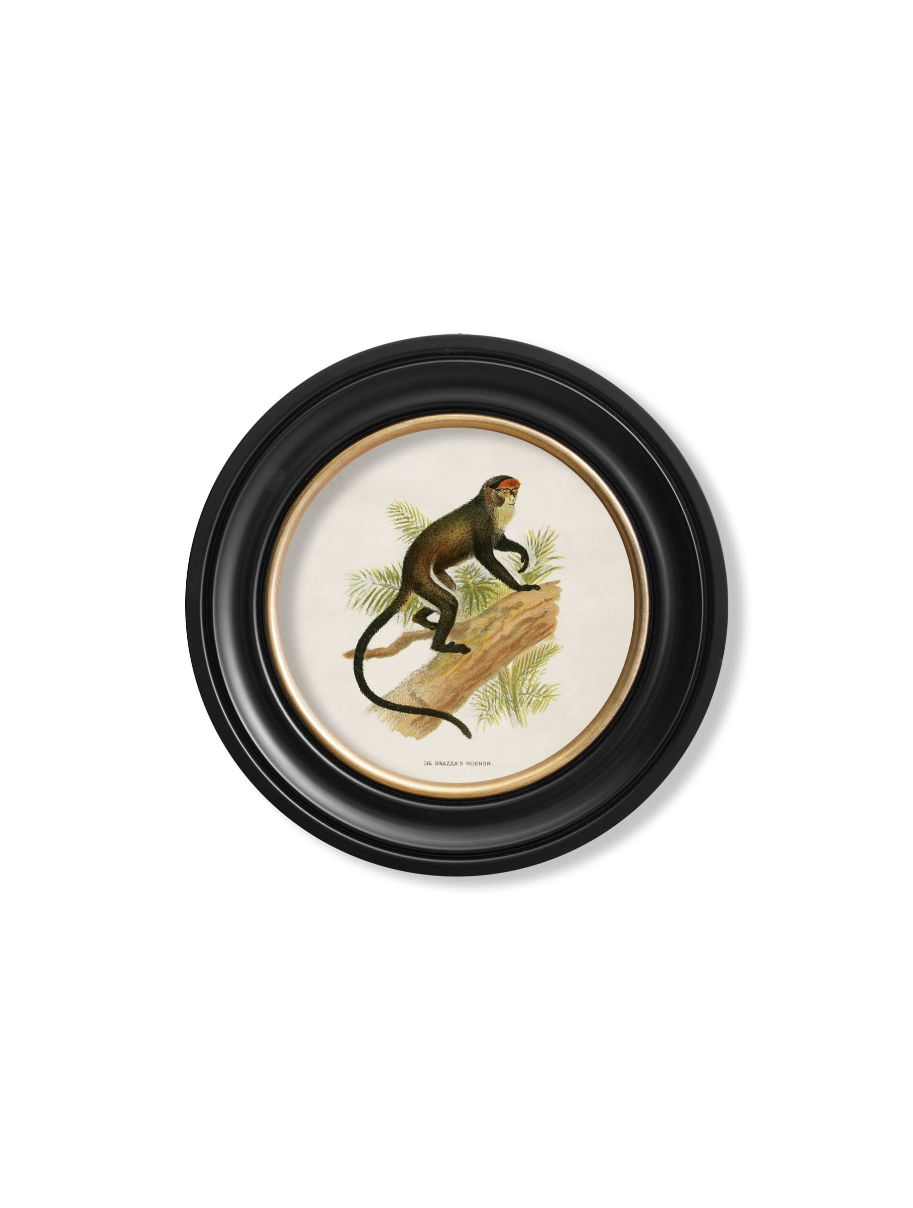 Rackhams Black C.1910 Collection Of Primates In Round Frames - 44 X 44Cm - De Brazza's Guenon