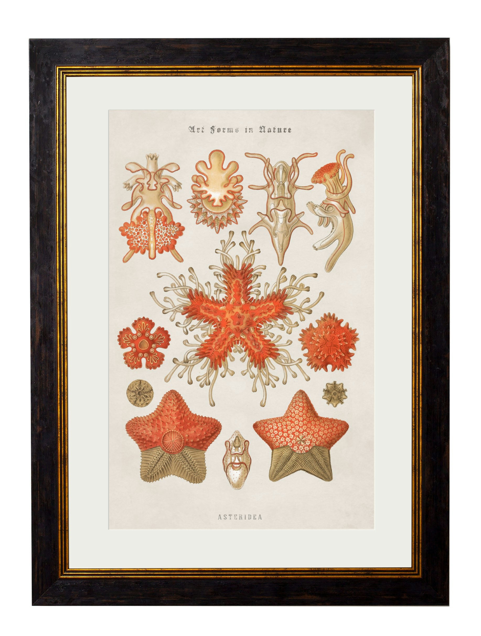 Rackhams Black C.1904 Haeckel Marine Animals - 70 X 95Cm - Star Fish