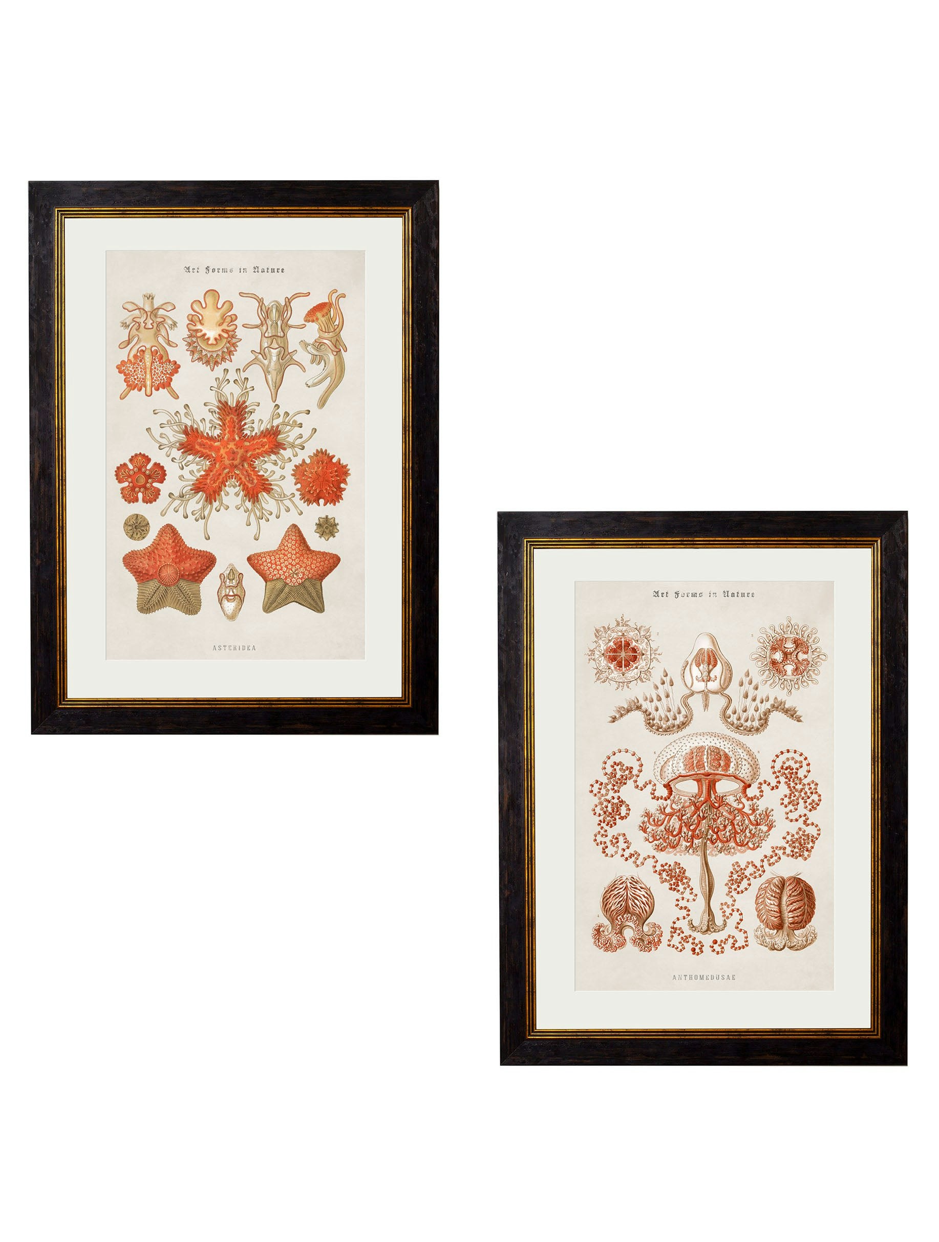 Rackhams Black C.1904 Haeckel Marine Animals - 70 X 95Cm - Collection Of 2