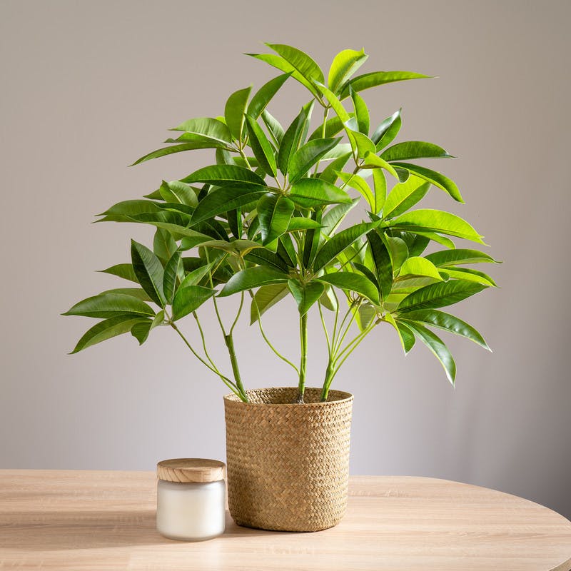 Scottish Everlastings White 60Cm Real Touch Schefflera / Umbrella Plant In Pot