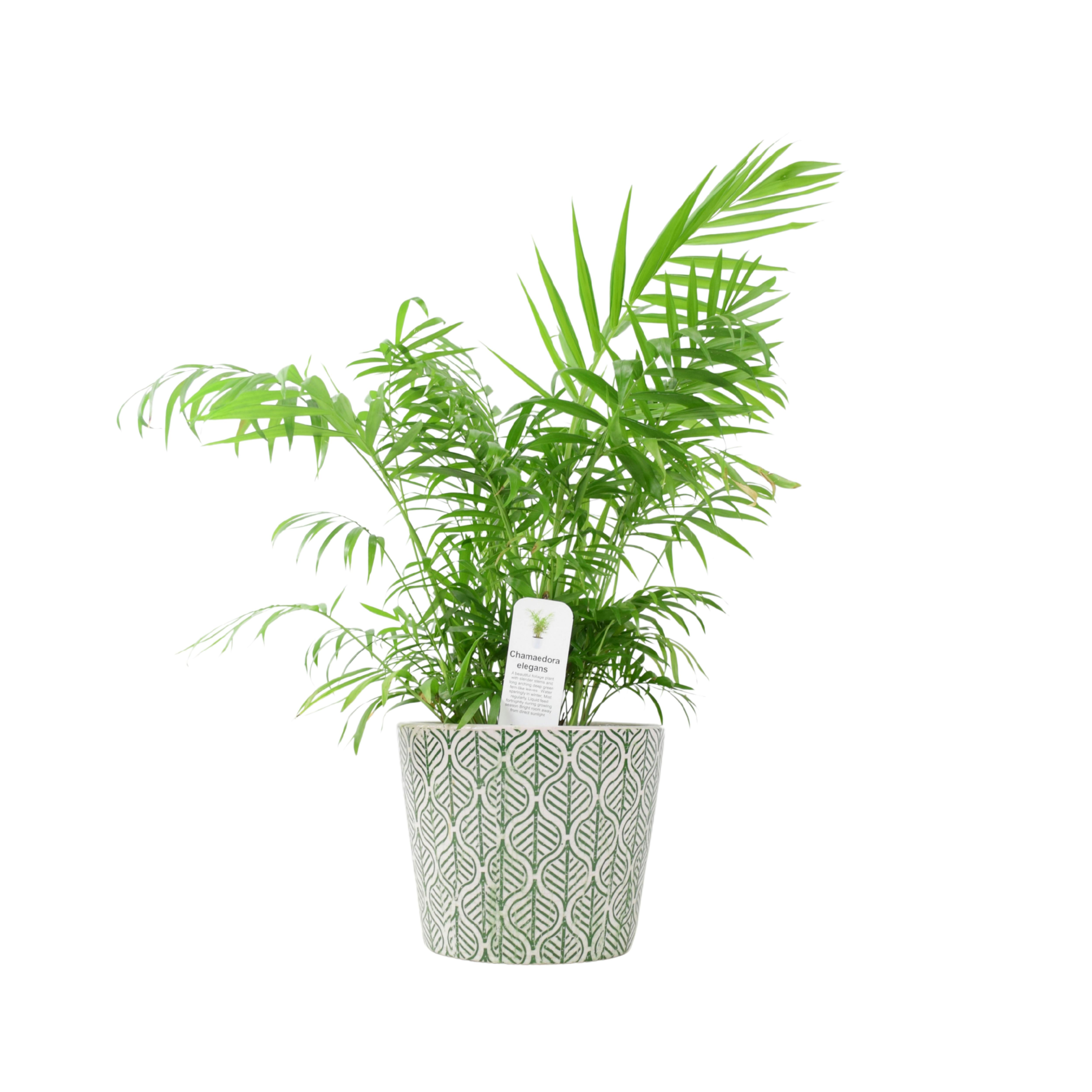 Green Parlour Palm (Chamaedorea Elegans) – 17Cm Pot - Ceramic Old Style