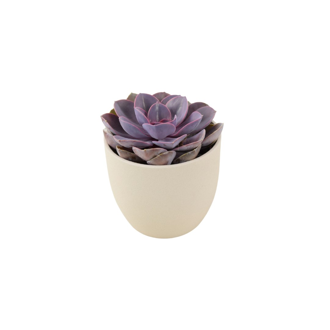 Plants By Post Purple/Cream Echeveria Pearl In 12Cm Pot - Stunning Succulent For Indoor & Outdoor - Ceramic Matte
