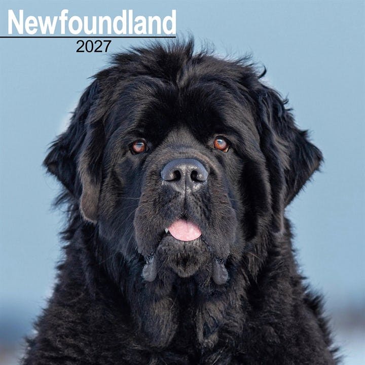 Newfoundland Wall by AVONSIDE PUBLISHING (Calendar) - Image 7