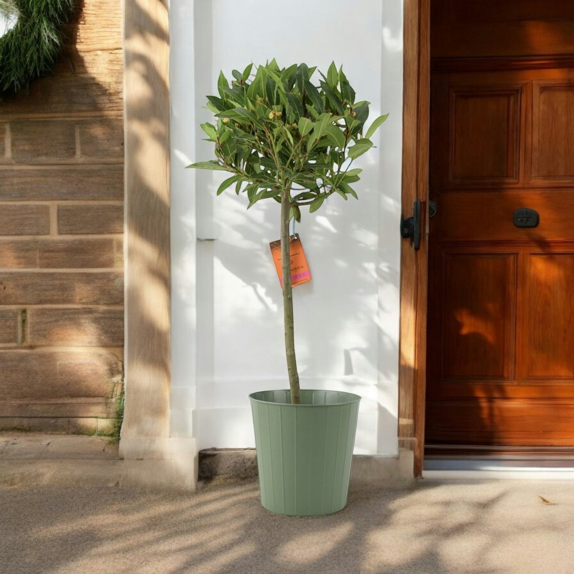 Plants By Post Green Bay Tree Standard – 90Cm Tall Hardy Ever Laurus Nobilis For Pots & Borders - Metal Vertical Line