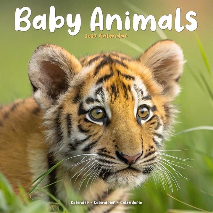 Baby Animals 2027 Calendar | Square Wall Calendar | Animal Gift | Plastic Free Packaging | by Avonside Publishing - Image 7