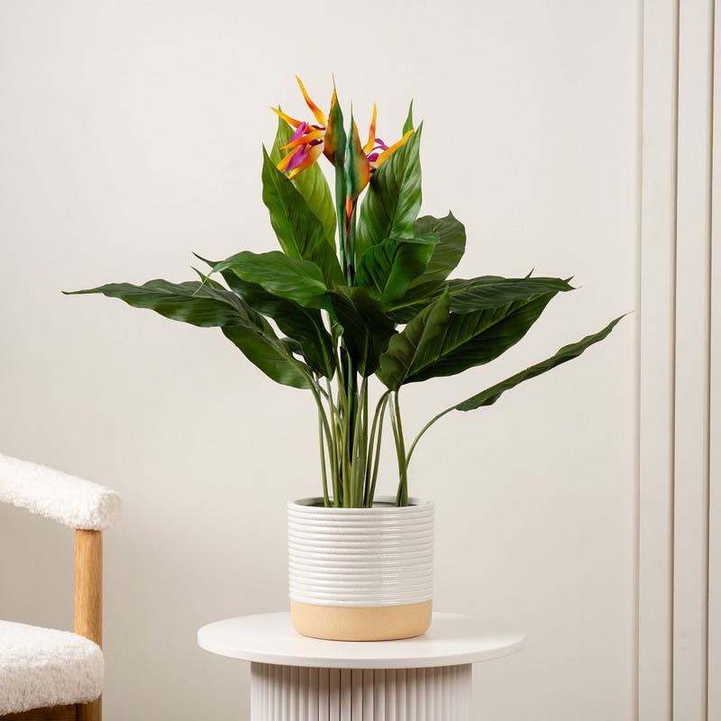 Scottish Everlastings Black 83Cm Bird Of Paradise Tree With Flower