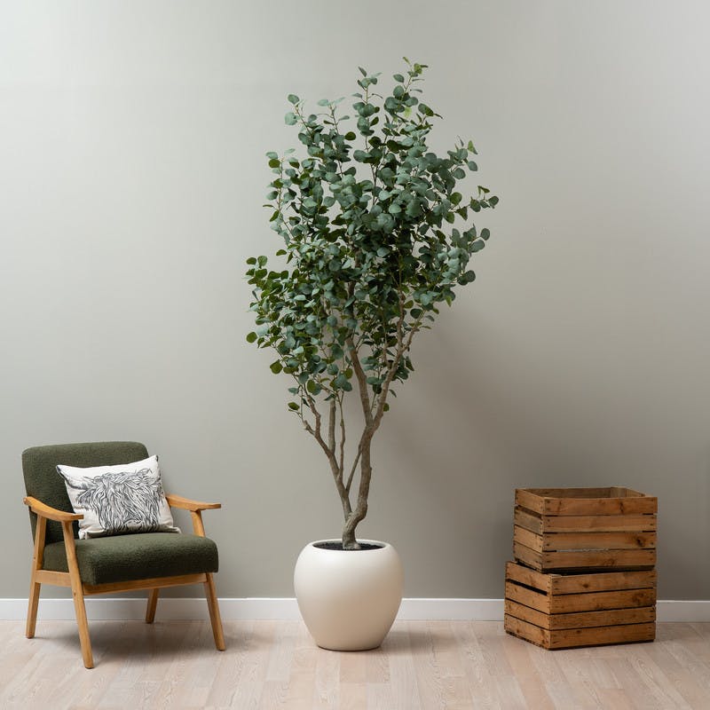 Scottish Everlastings Green 270Cm Eucalyptus Tree