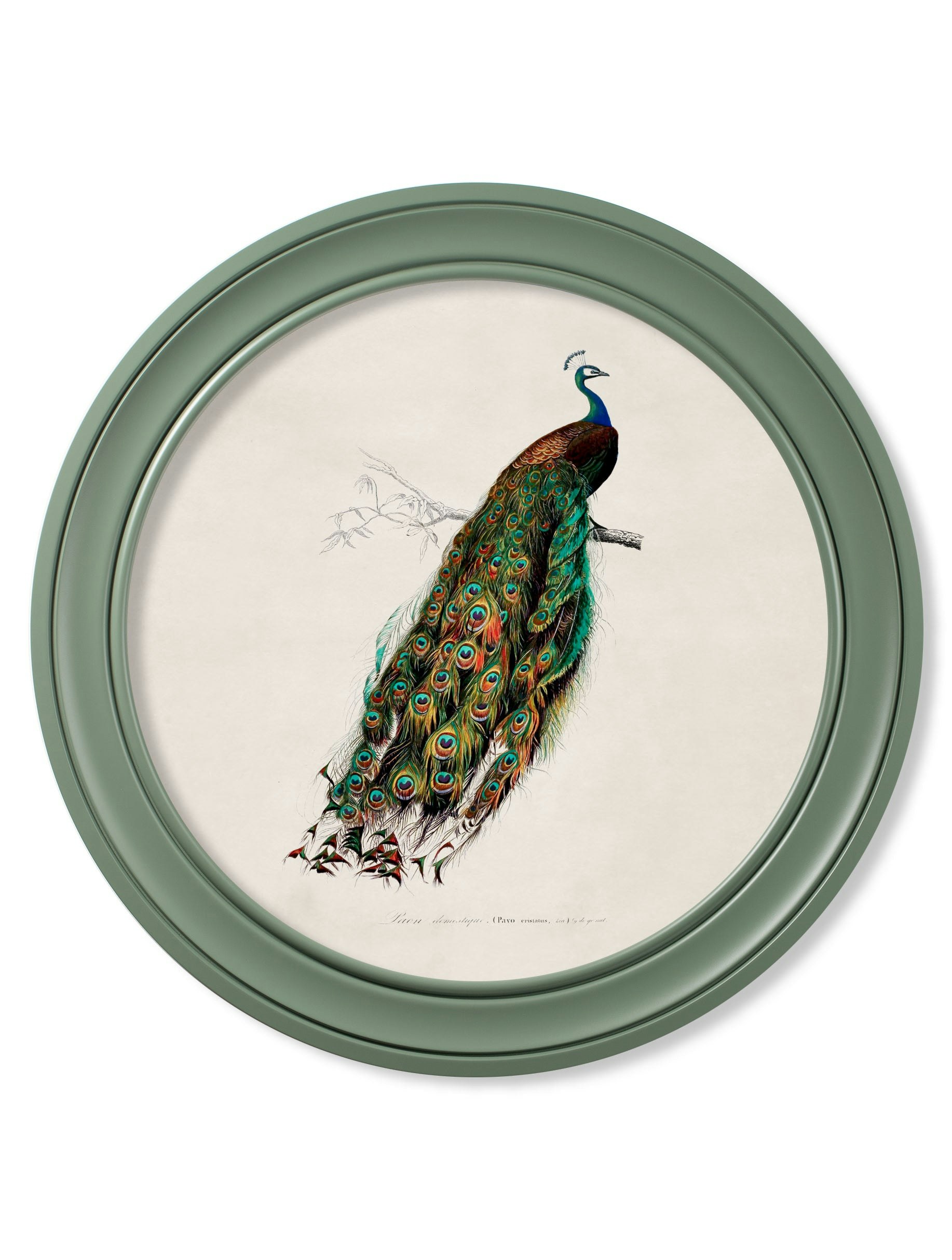 Rackhams Green C.1800s Peacock In Round Frame - 70 X 70Cm - Oxford Round