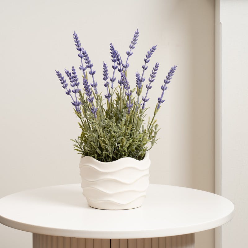 Scottish Everlastings Lavender 33Cm In Wavy Cement Pot