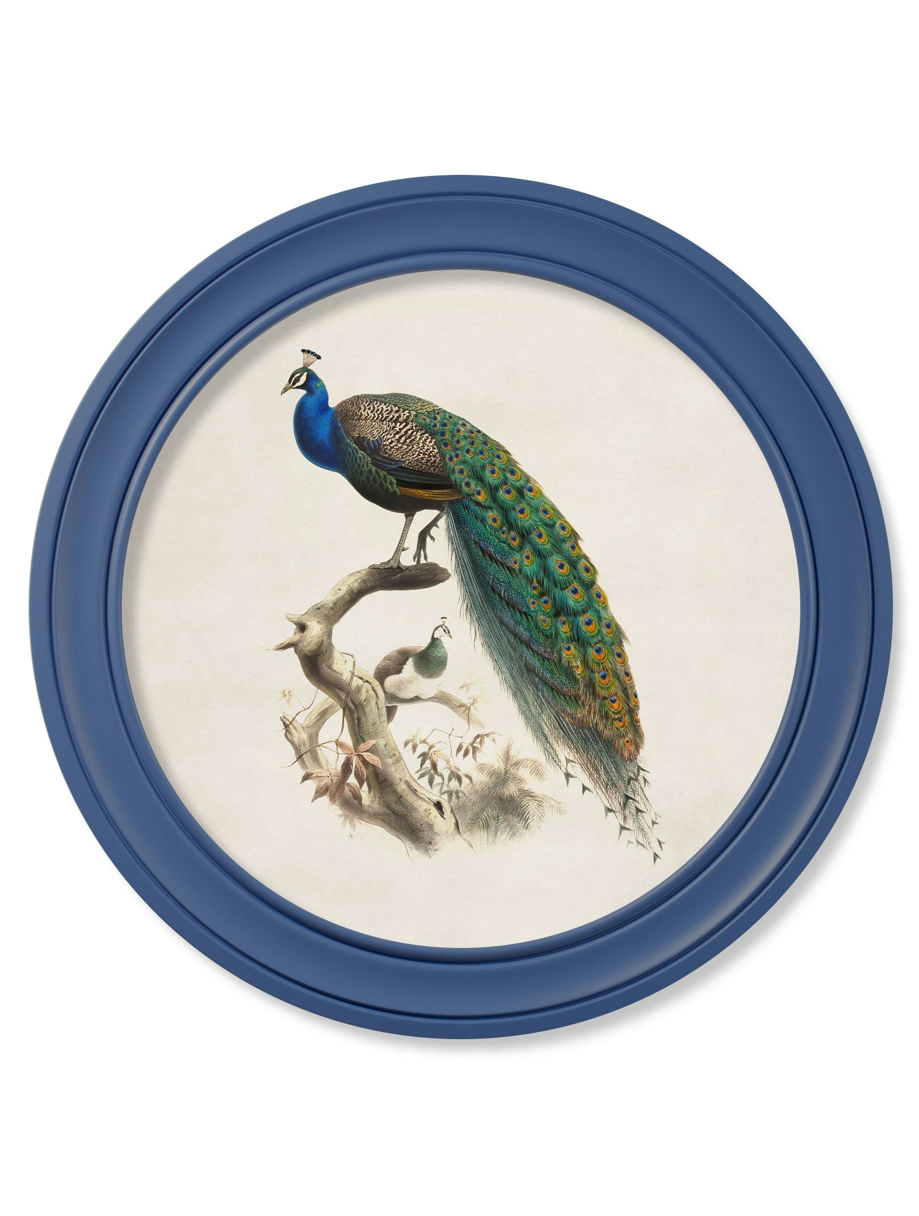 Exceptional Art Light/Blue C.1847 Peacocks In Round Frames - 70 X 70Cm - Left Facing Peacock