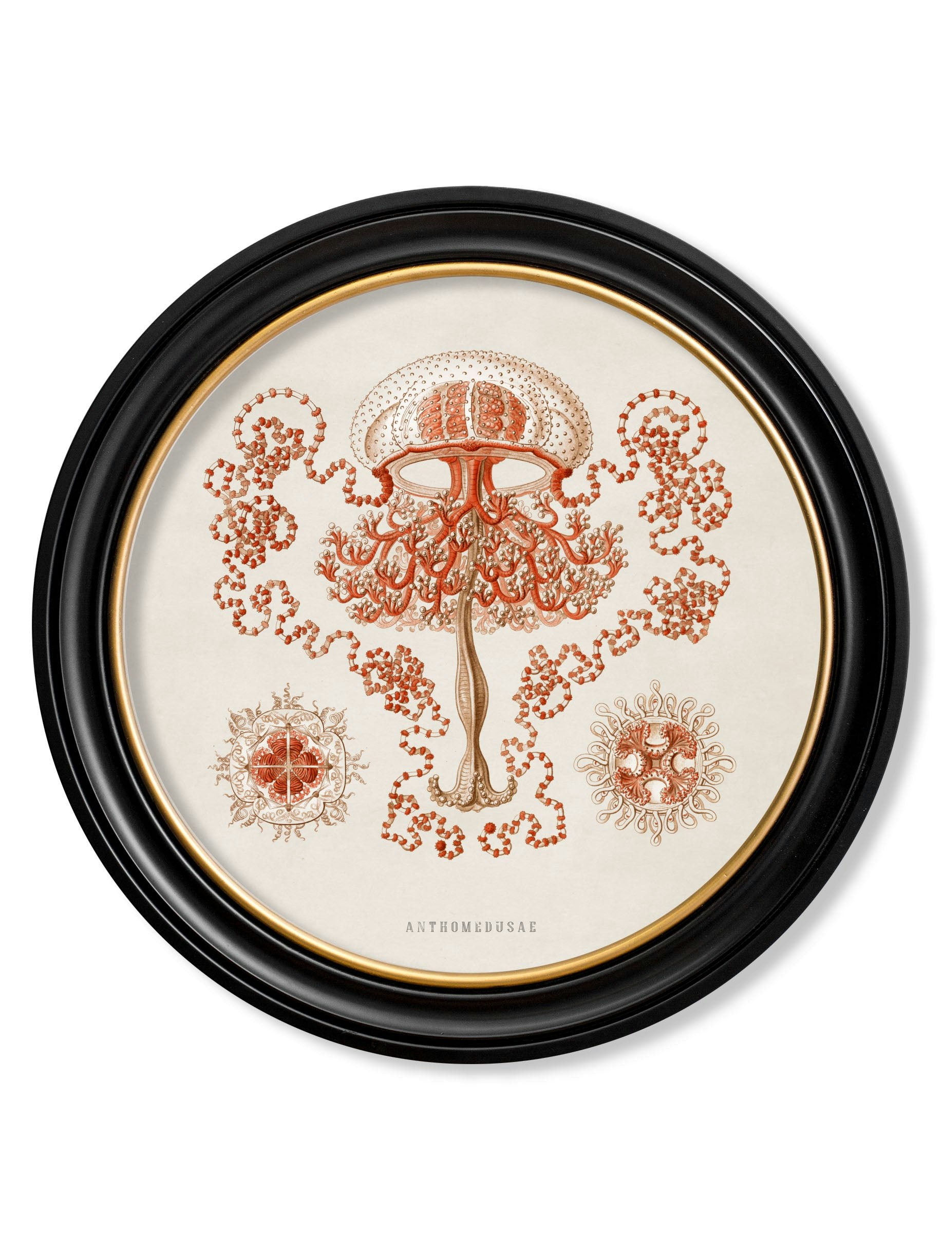 Rackhams Black C.1904 Haeckel Sealife - Round Frames - 70 X 70Cm - Jellyfish