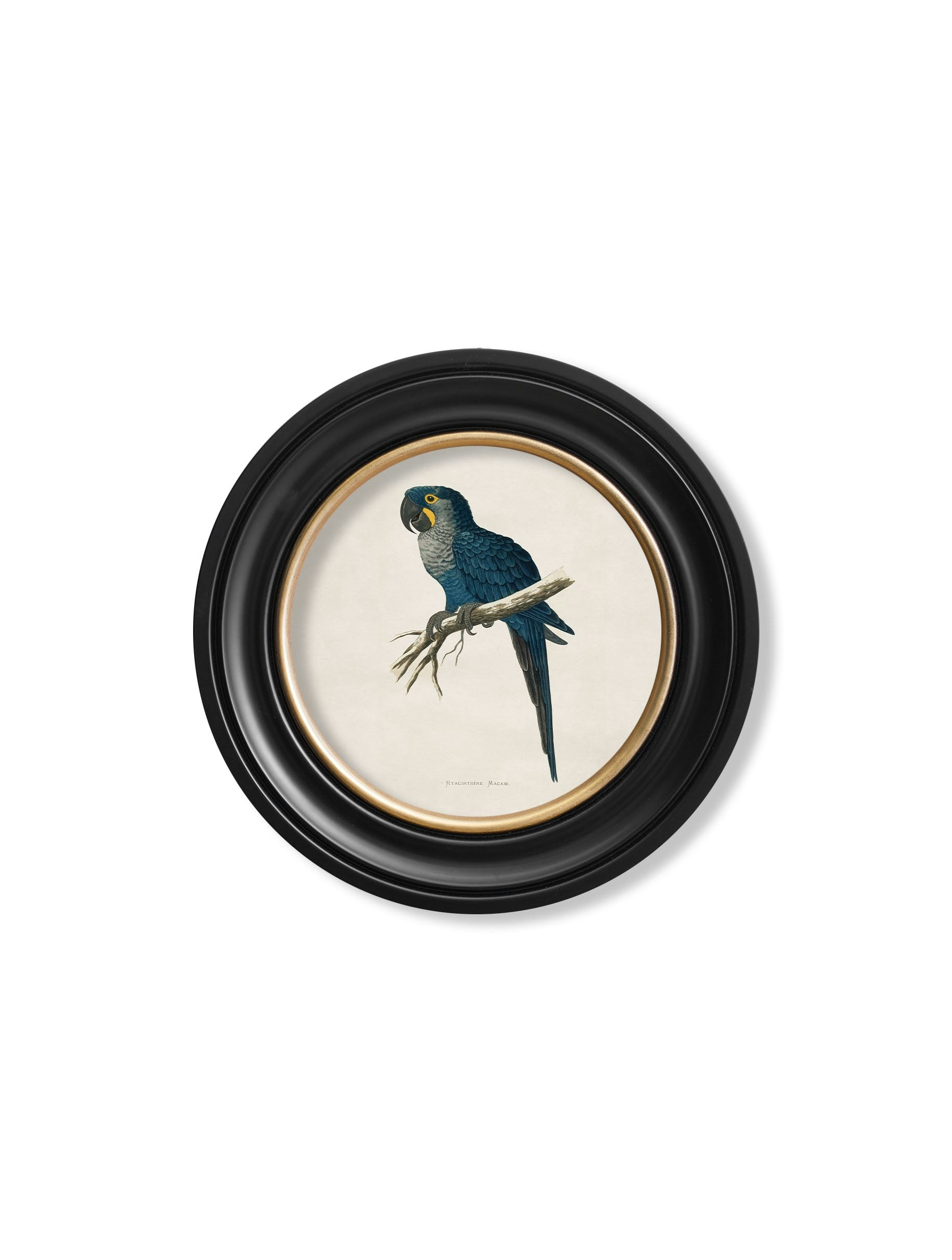 Rackhams Black C.1884 Collection Of Macaws In Round Frames - 44 X 44Cm - Hyacinthe Macaw