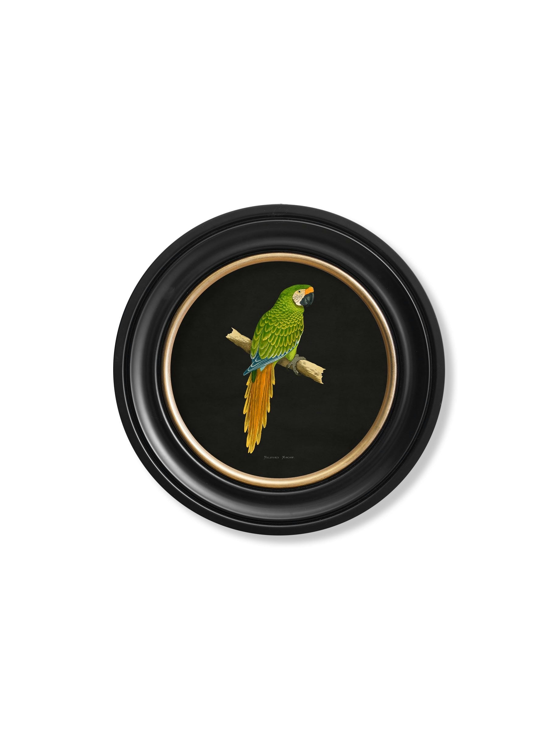 Rackhams Black C.1884 Collection Of Macaws In Round Frames - 44 X 44Cm - Military Macaw