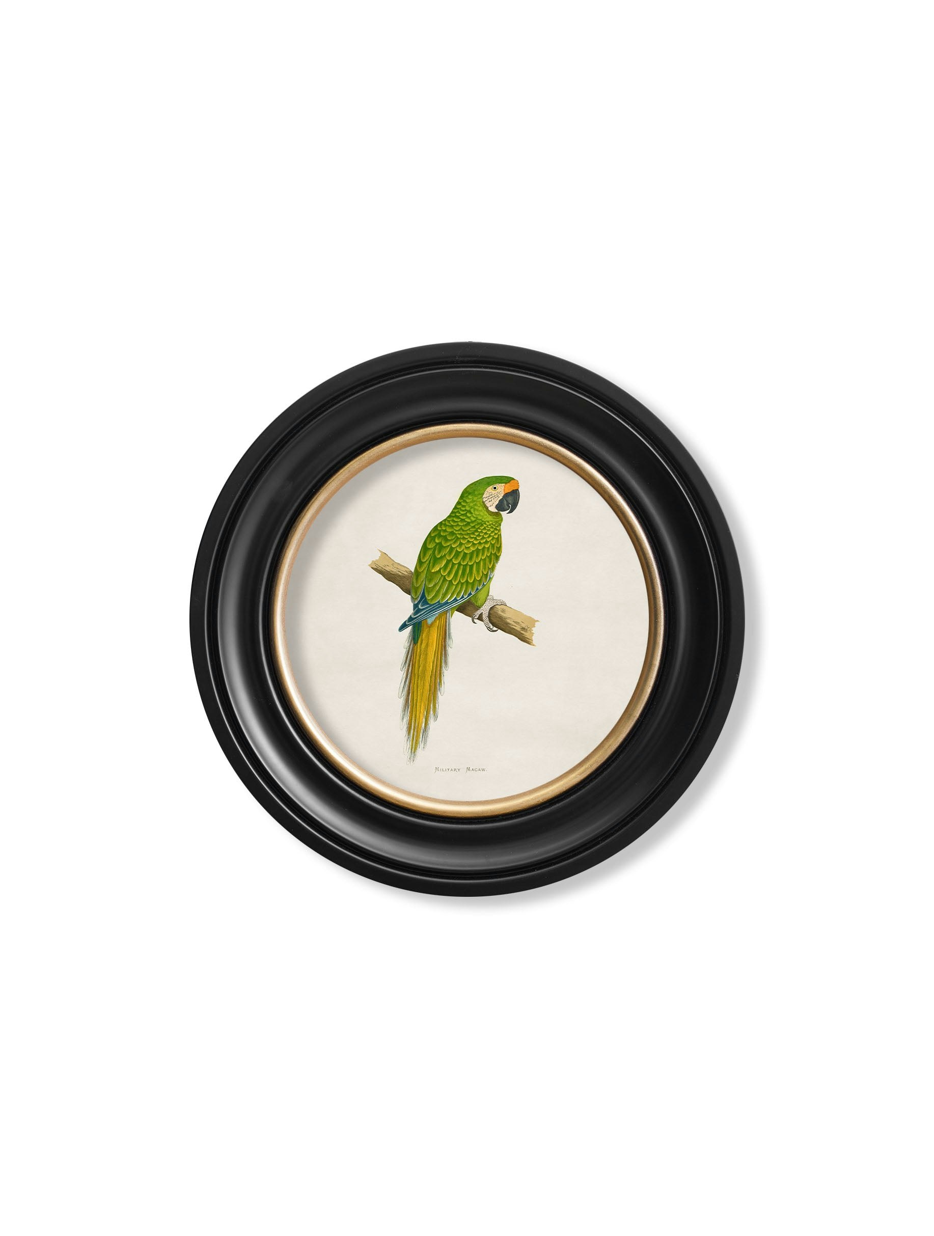 Rackhams Black C.1884 Collection Of Macaws In Round Frames - 44 X 44Cm - Military Macaw
