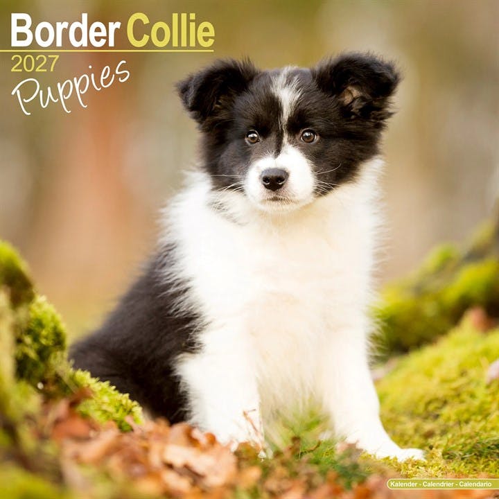 Border Collie Puppies Avonside Publishing - Image 6