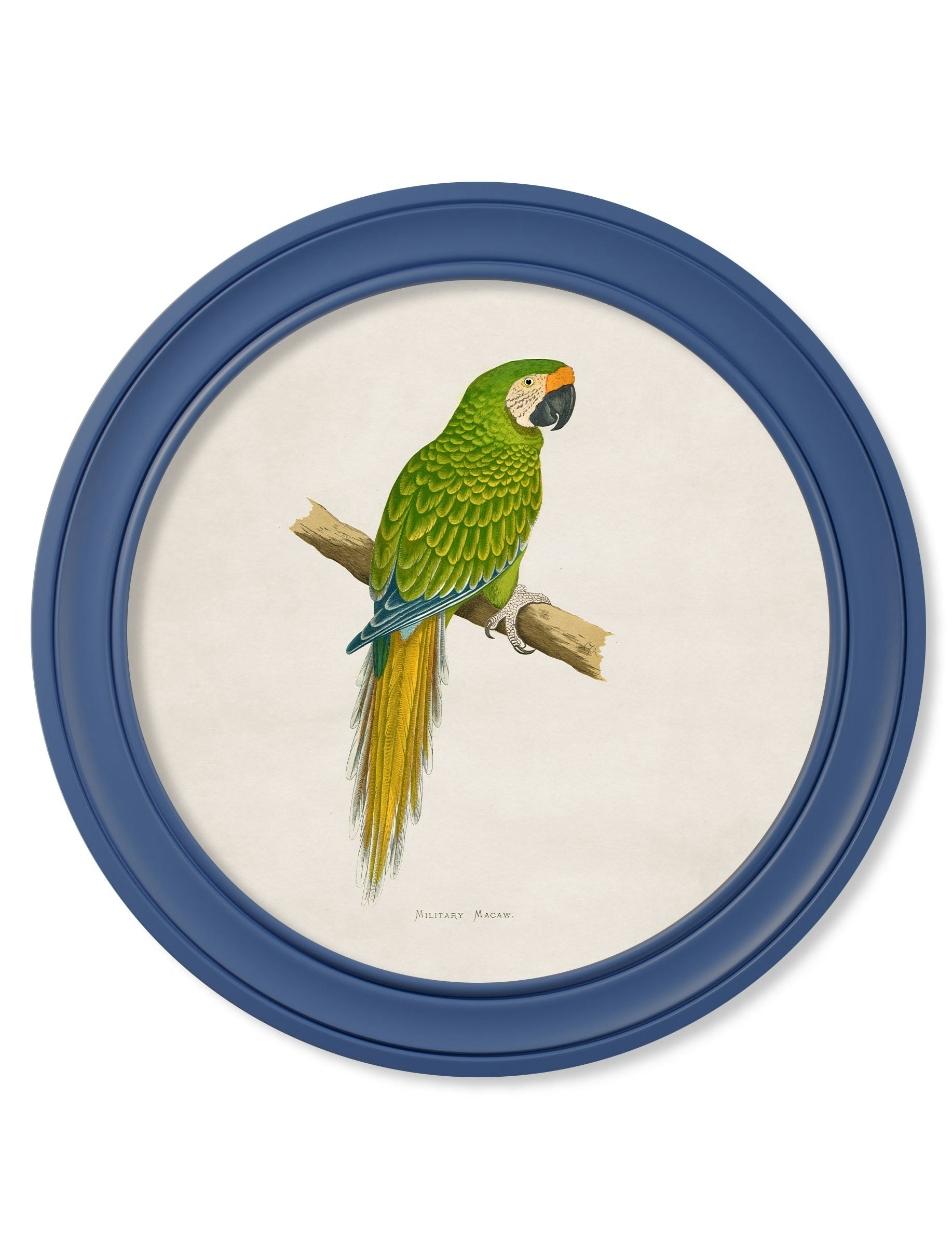 Exceptional Art Blue C.1884 Collection Of Macaws In Round Frames - 70 X 70Cm - Military Macaw