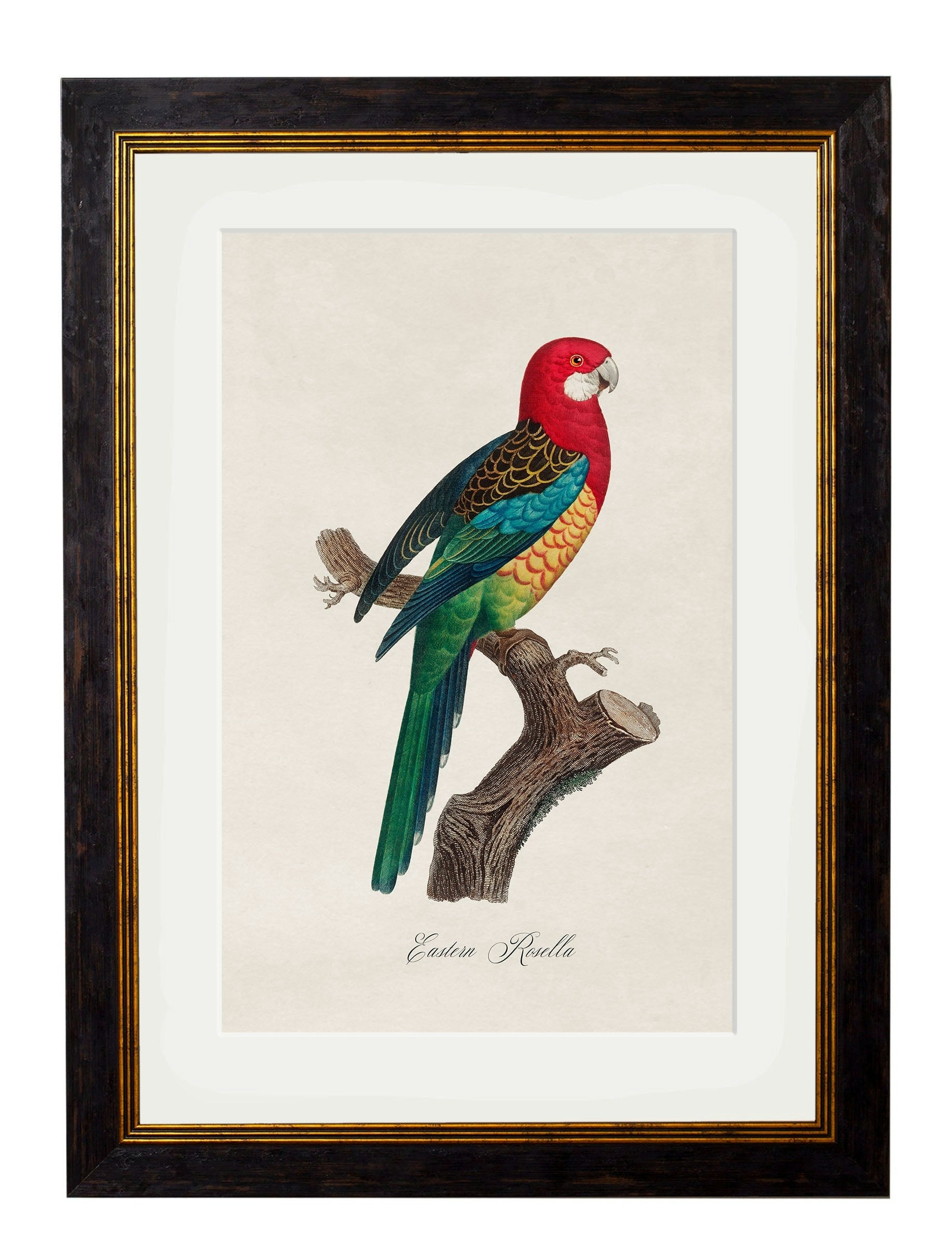 Rackhams Black C.1800's Collection Of Parrots - 38 X 50Cm - Eastern Rosella